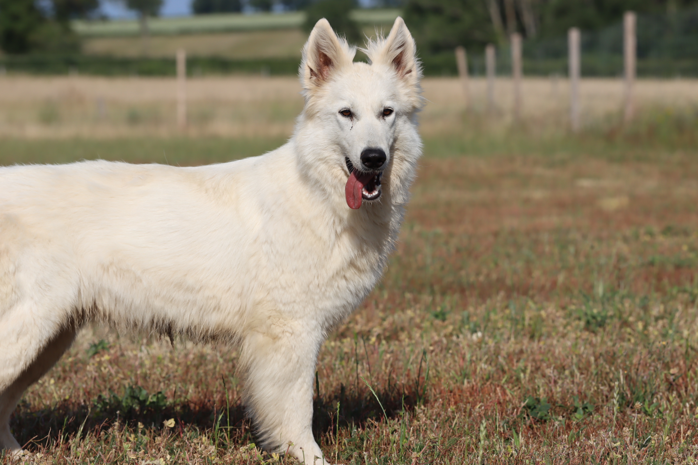 Berger Blanc Suisse Rhône-Alpes, élevage Bloodreina — photo 2