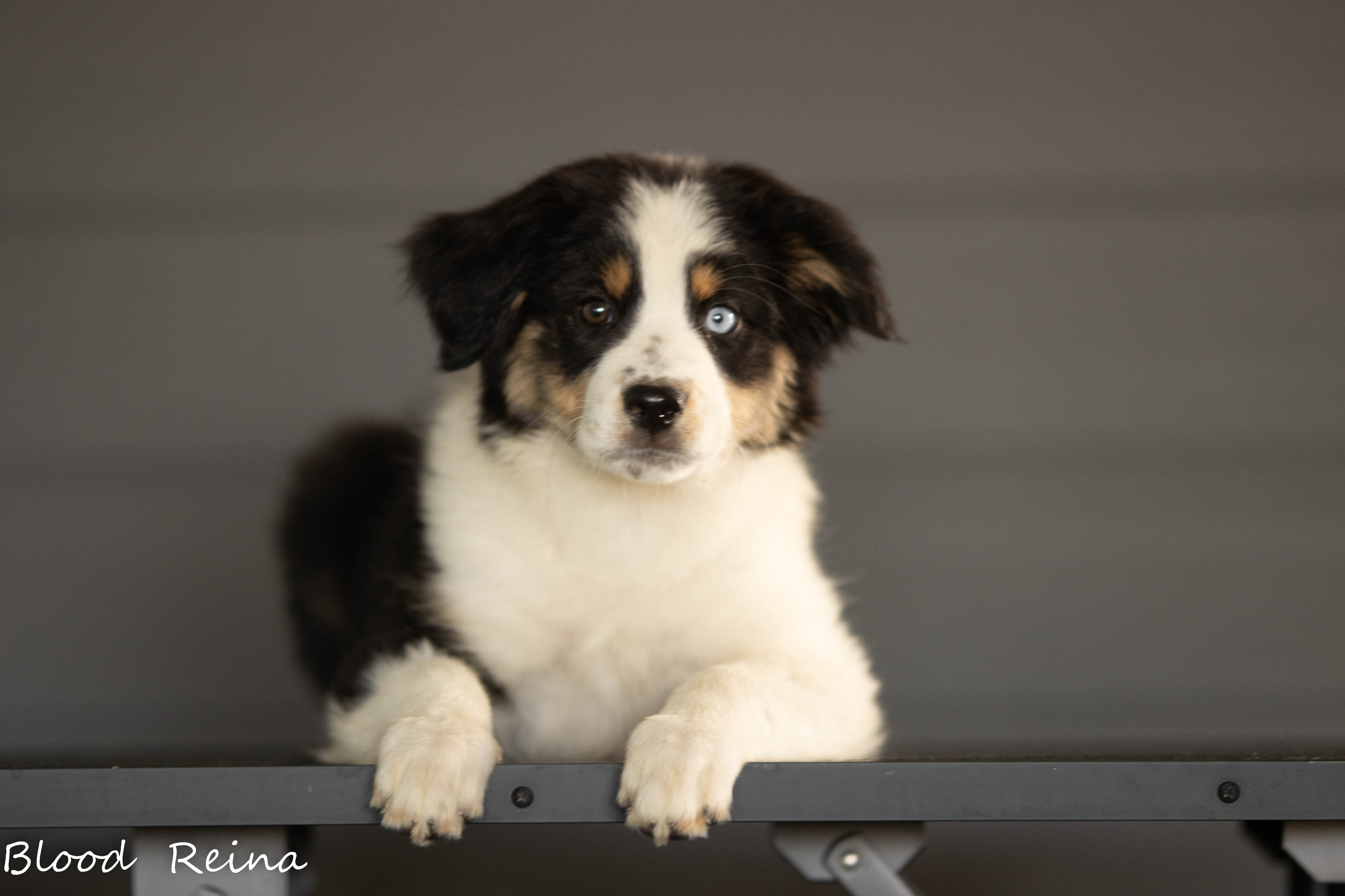 Berger Américain Miniature chiot portrait — élevage Bloodreina
