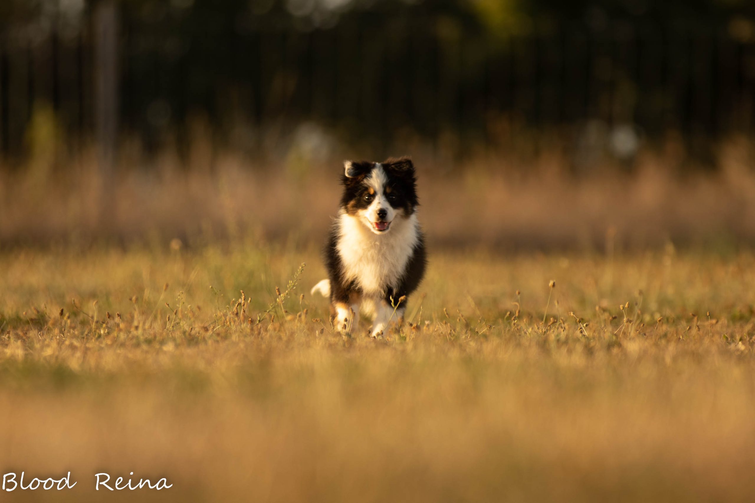 Berger Américain Miniature chiot en extérieur — élevage Bloodreina
