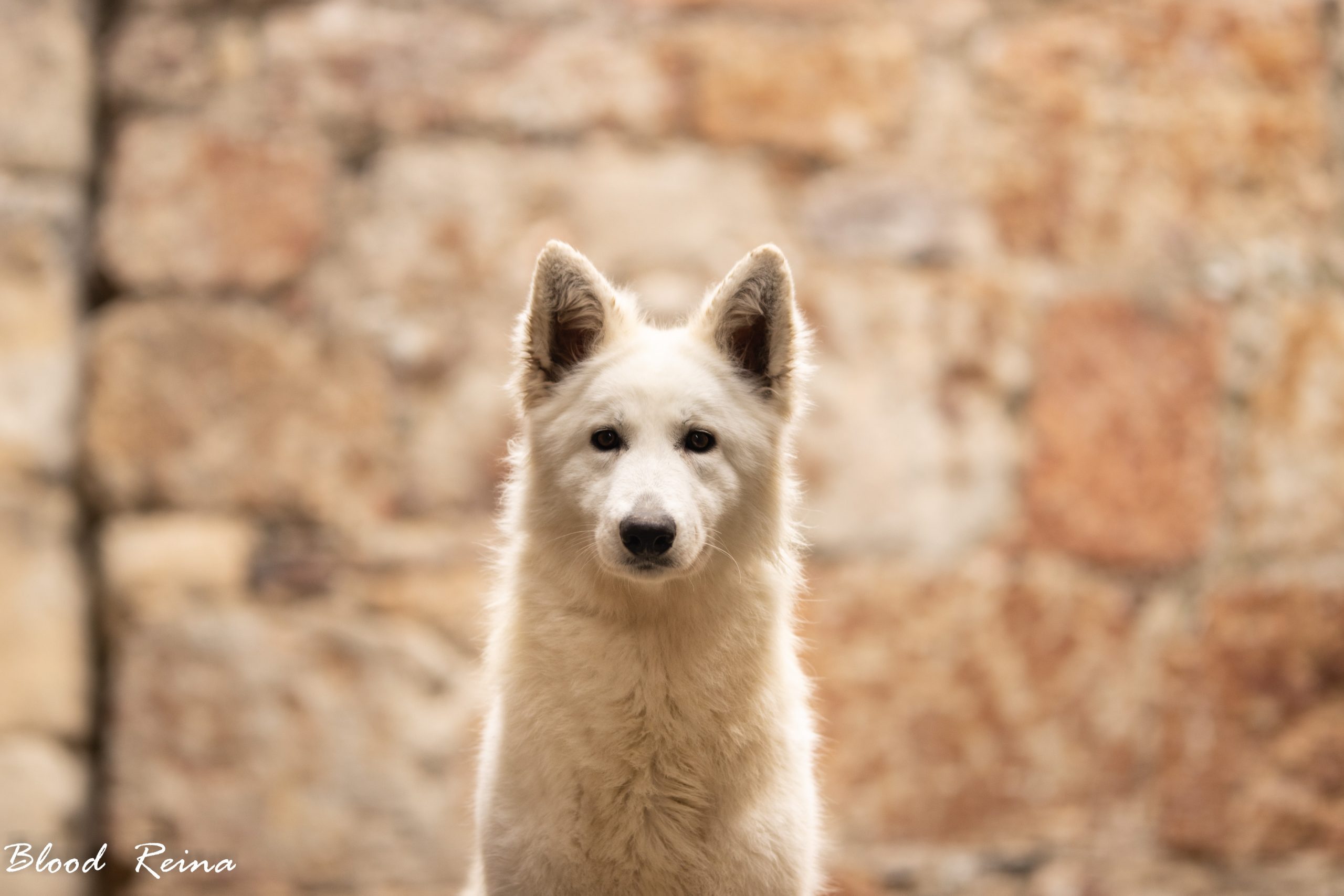 Berger Blanc Suisse — Bloodreina pour Hauts-de-Seine