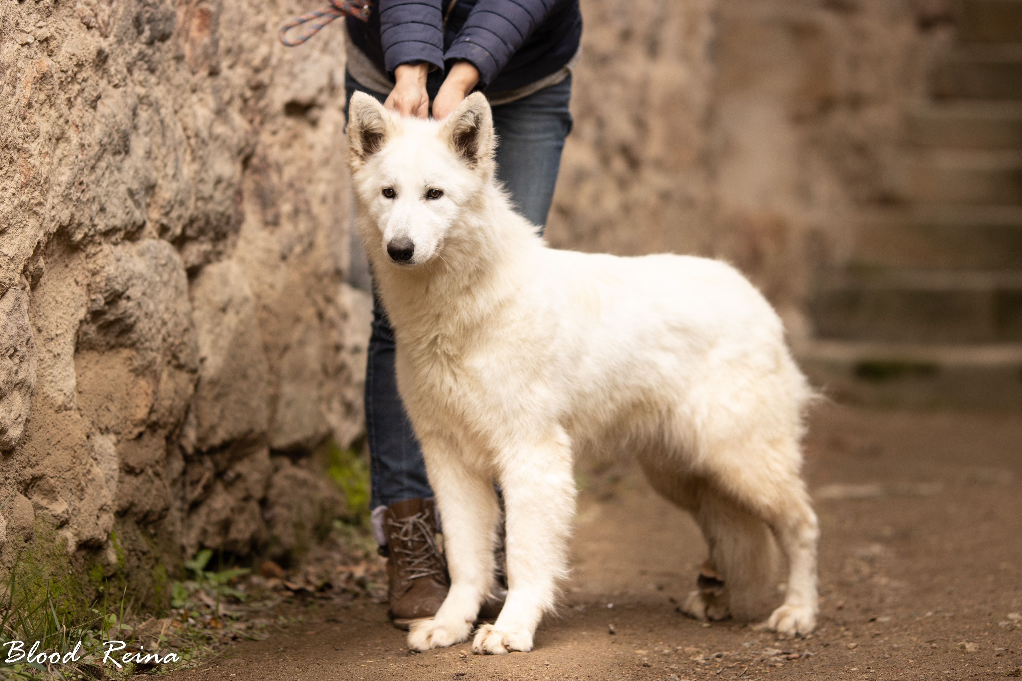Berger Blanc Suisse Bouches-du-Rhône, élevage Bloodreina