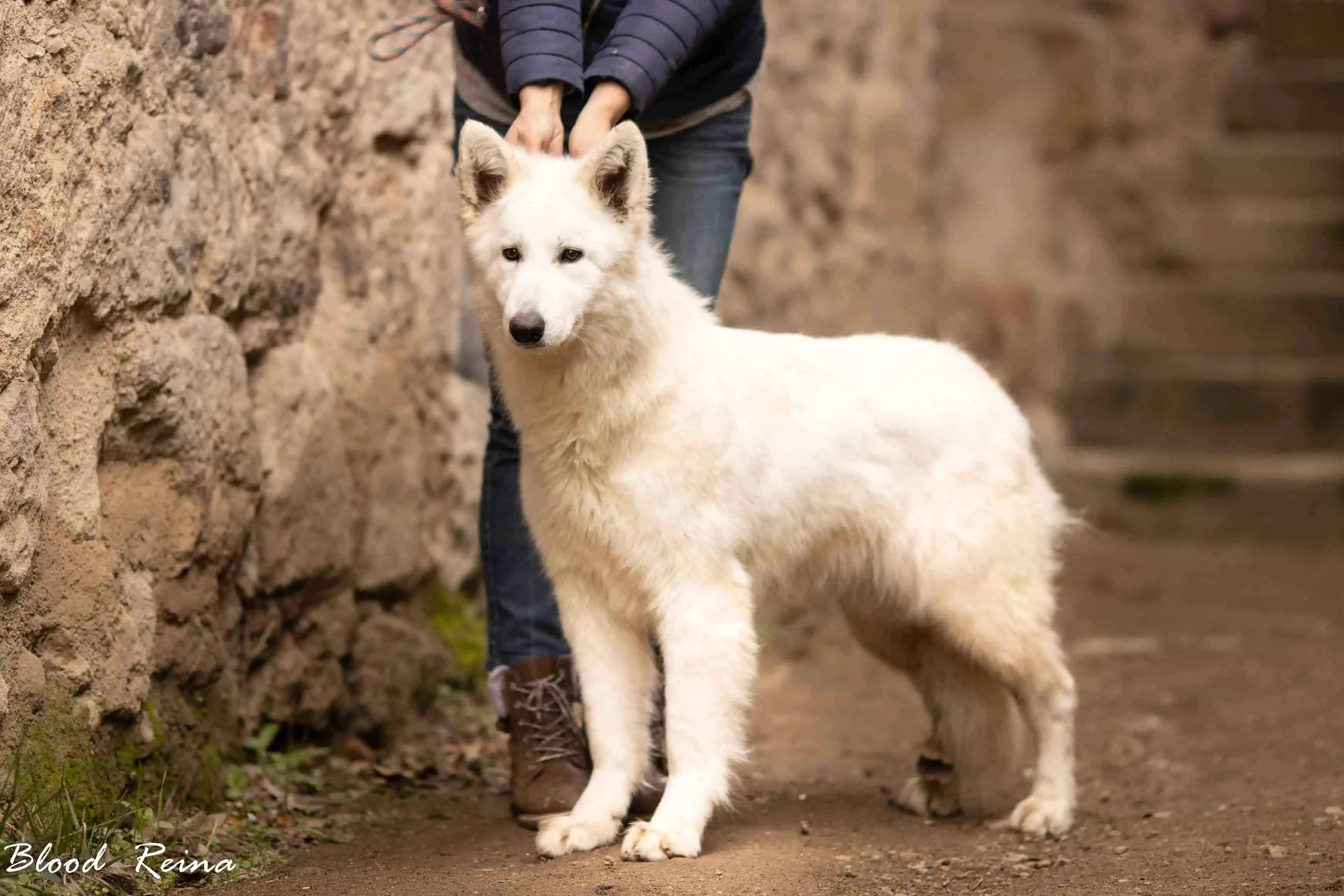 Berger Blanc Suisse — Bloodreina pour Provence-Alpes-Côte d'Azur