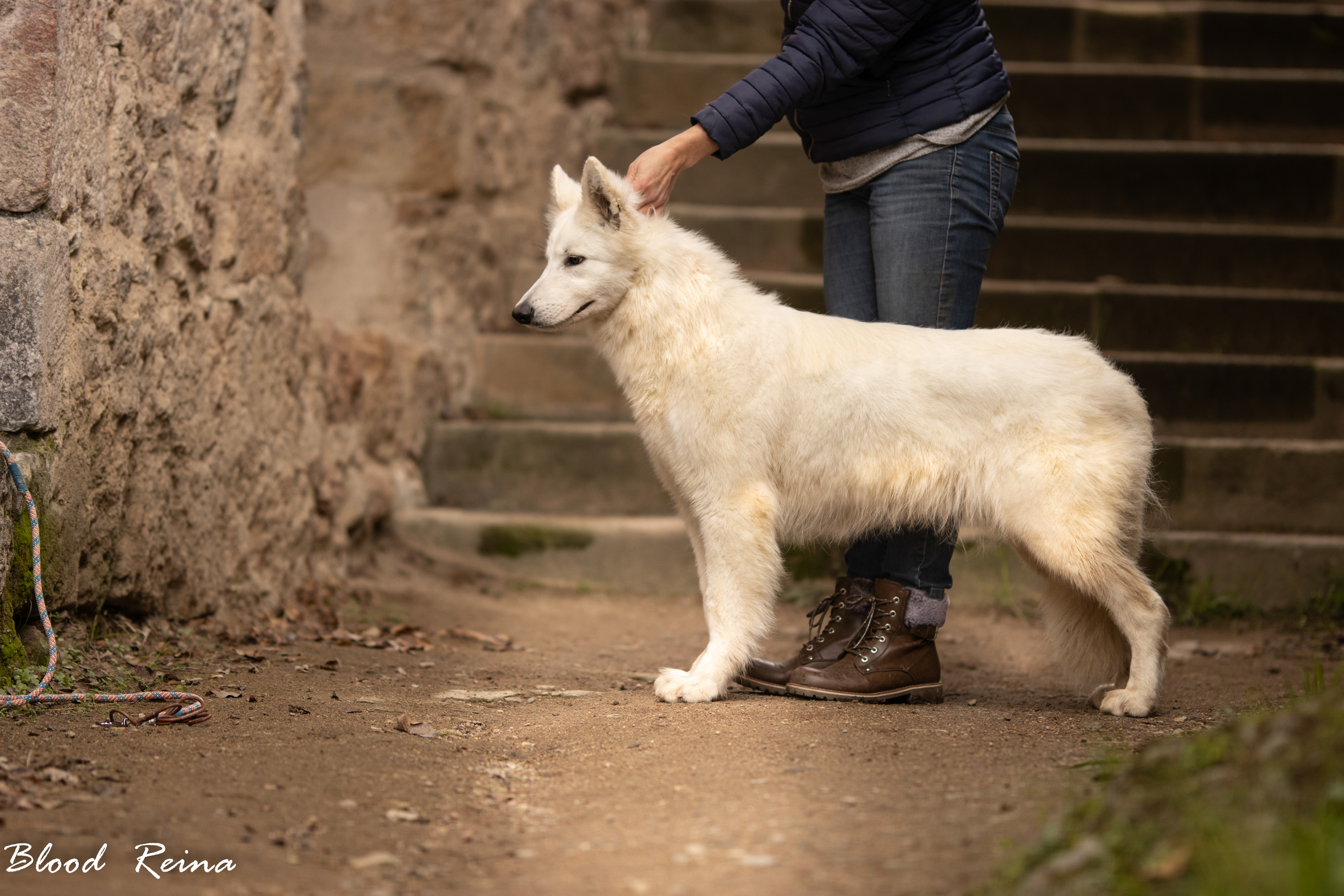 Berger Blanc Suisse — Toilettage du Berger Blanc Suisse : brossage, bain et entretien