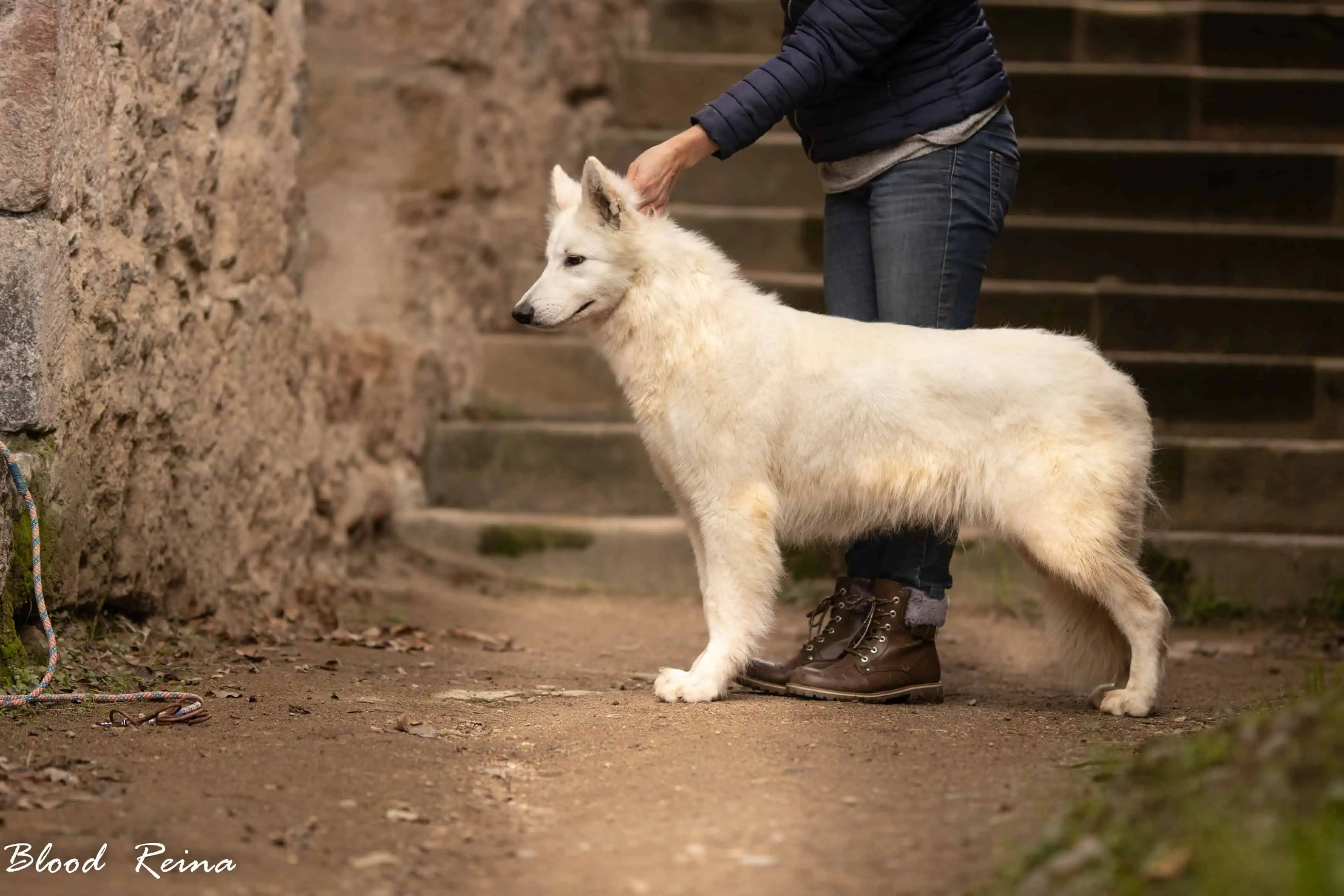 Berger Blanc Suisse Finistère, élevage Bloodreina — photo 2