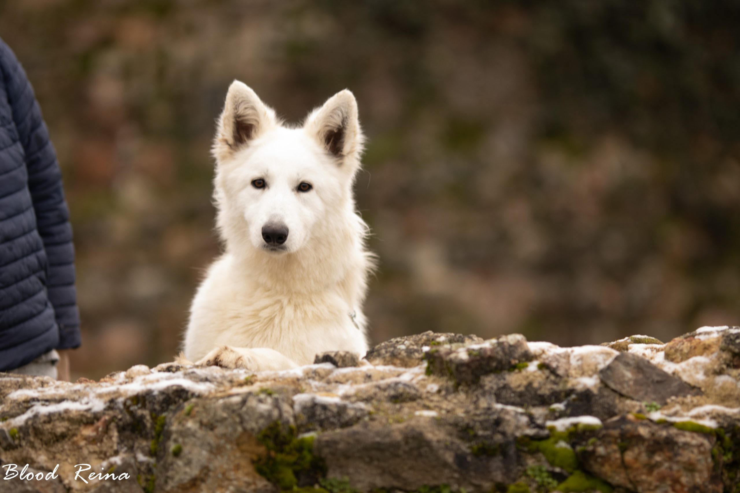 Berger Blanc Suisse Drôme, élevage Bloodreina — photo 4