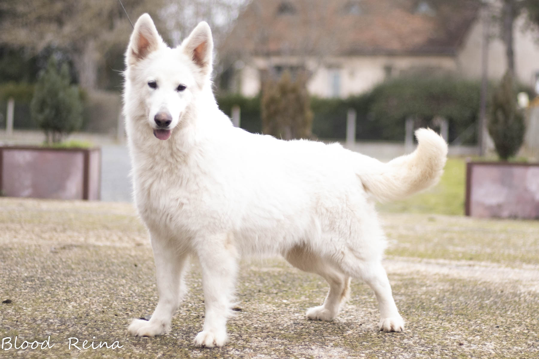 Berger Blanc Suisse adulte en pose en extérieur — élevage Bloodreina