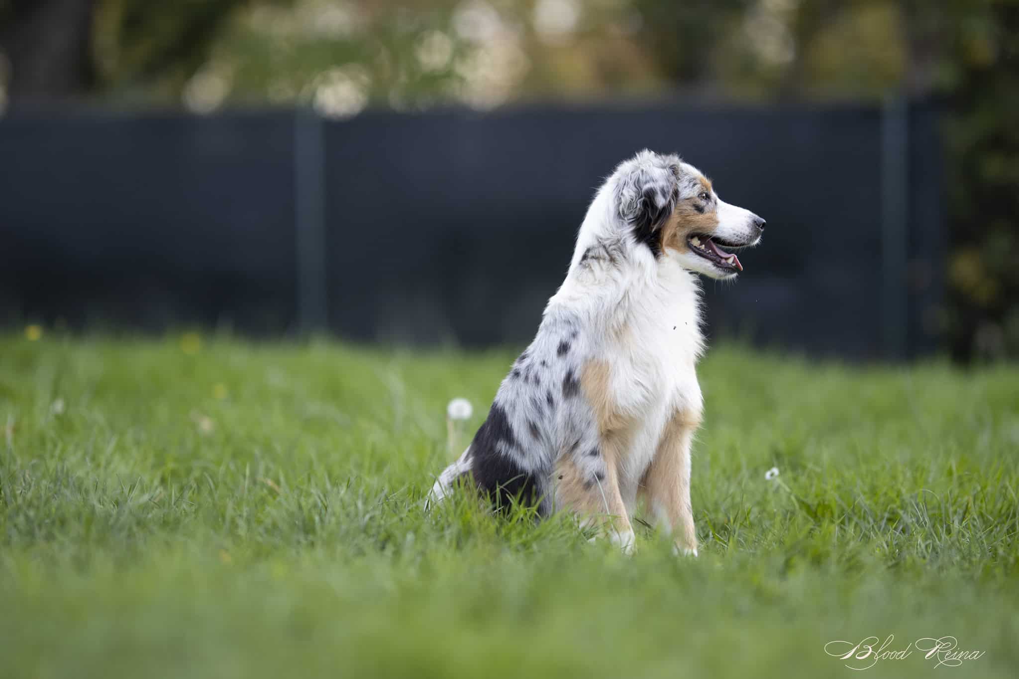 Berger Américain Miniature santé