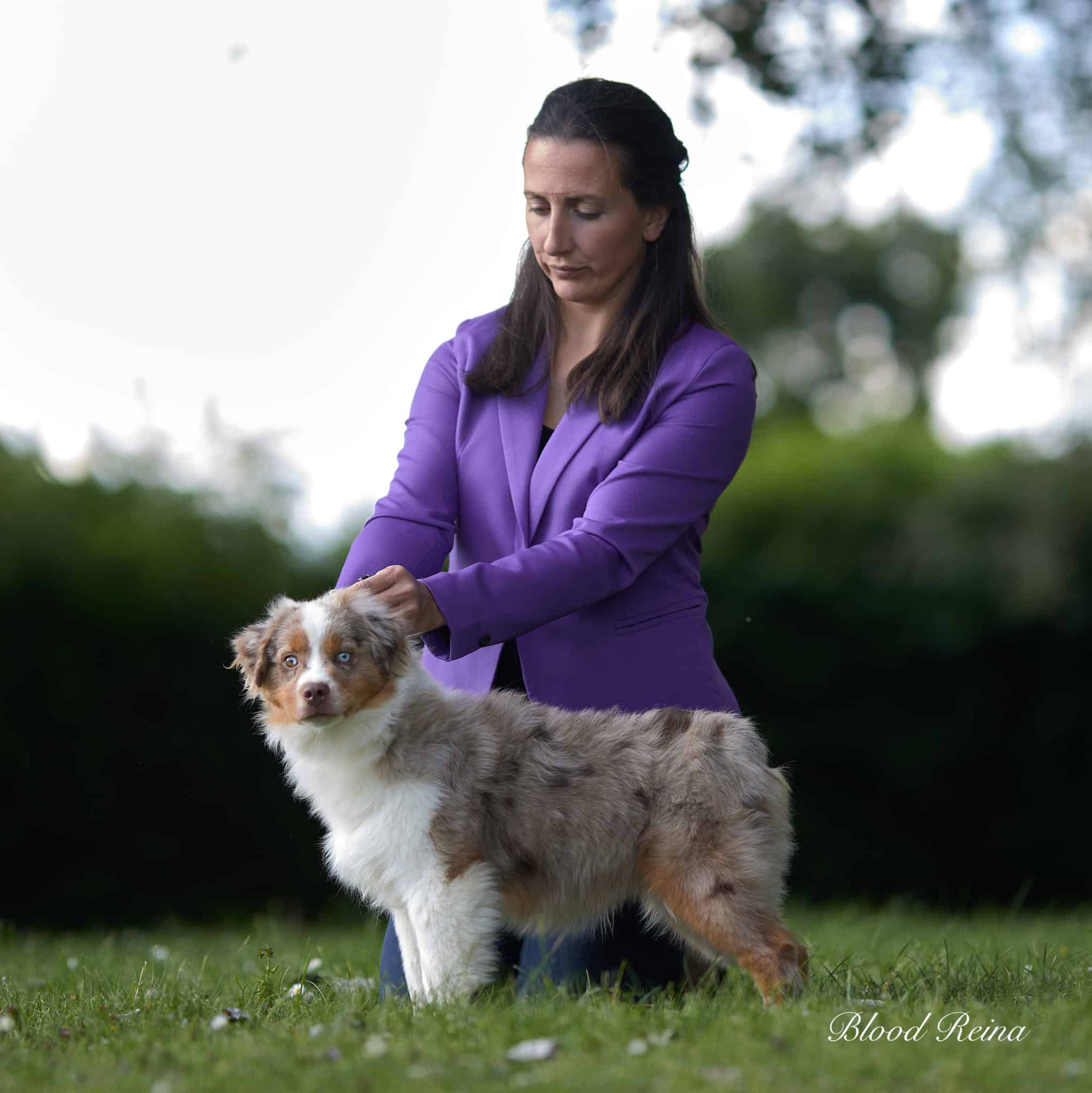 Berger Américain Miniature morphologie