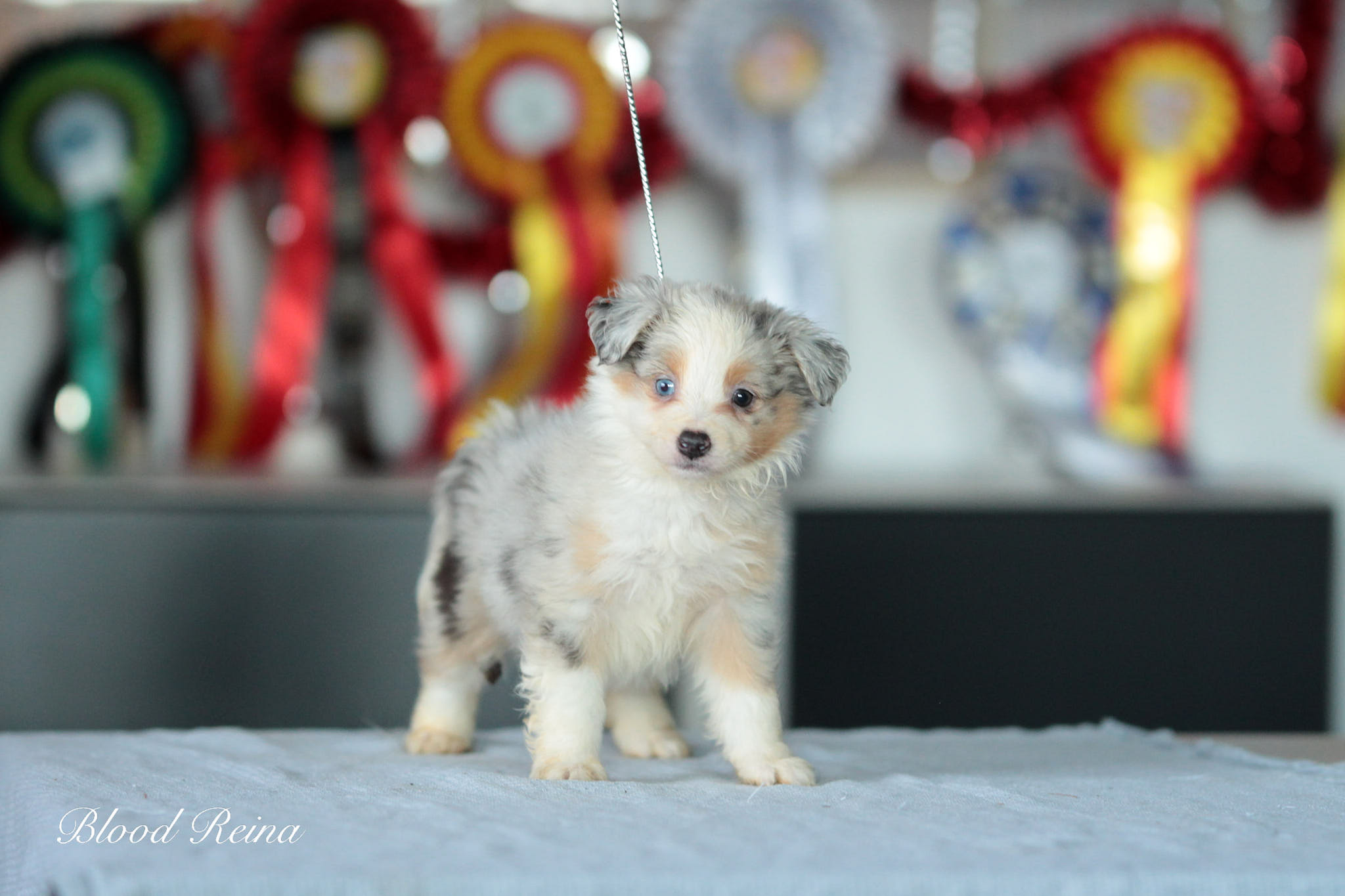 Berger Américain Miniature chiot en pose — élevage Bloodreina