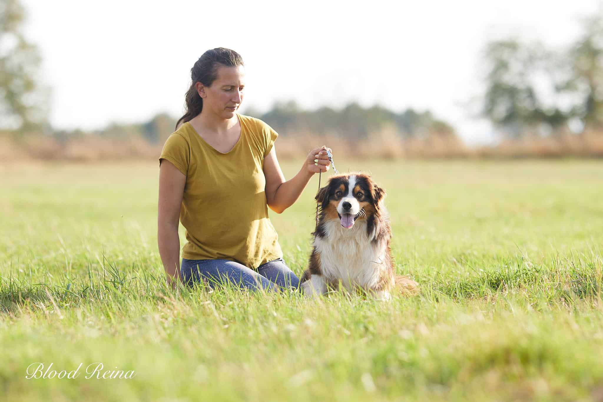 UNITY — étalon Berger Américain Miniature