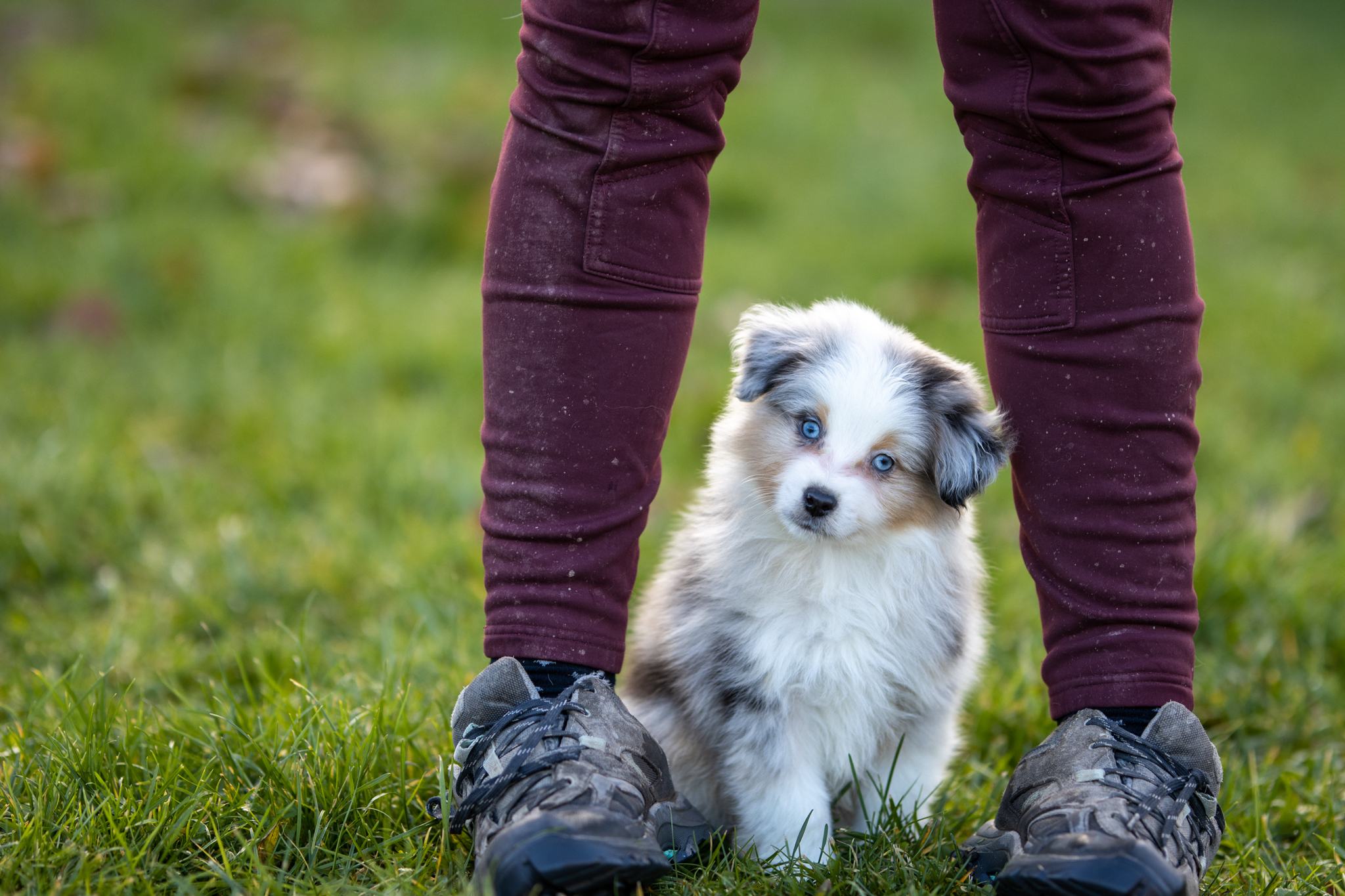 Berger Américain Miniature chiot en pose en extérieur — élevage Bloodreina