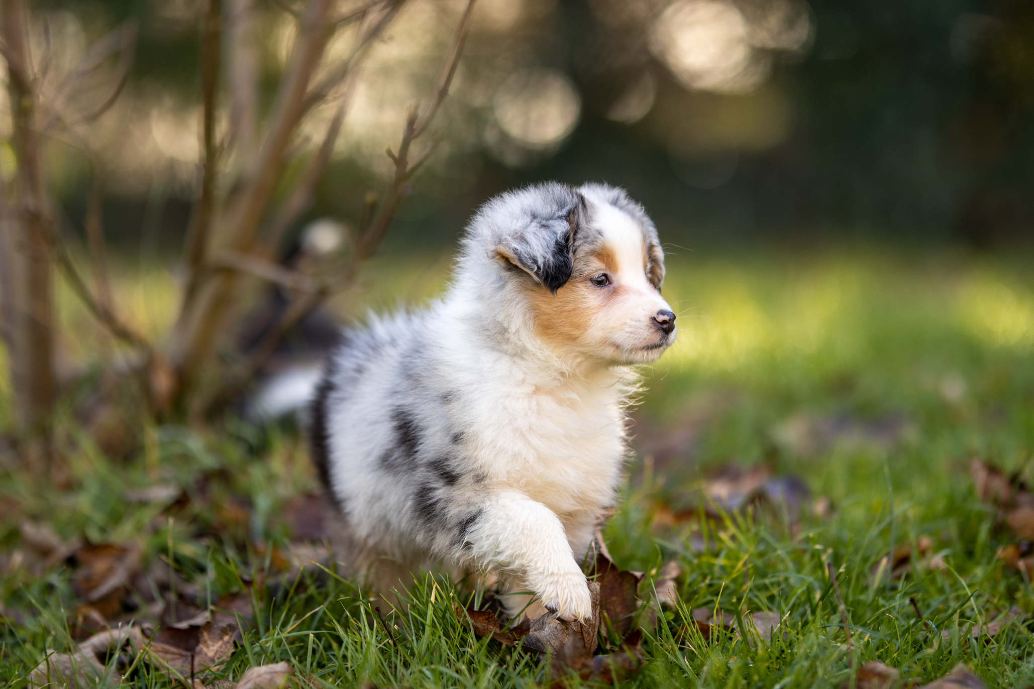 Berger Américain Miniature chiot en extérieur — élevage Bloodreina
