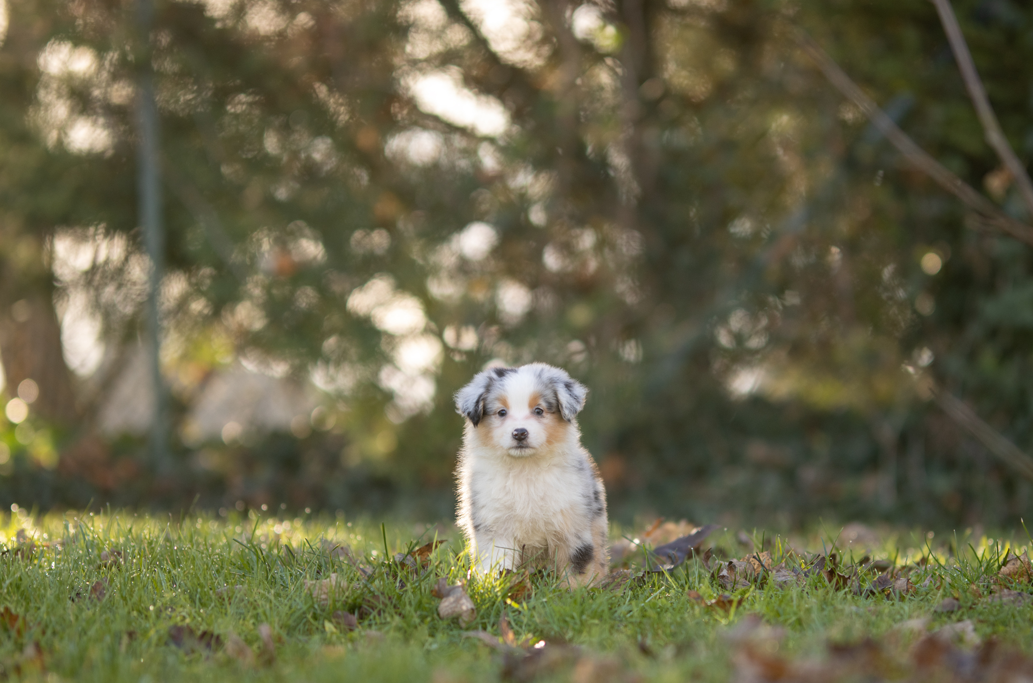 Berger Américain Miniature chiot portrait en extérieur — élevage Bloodreina