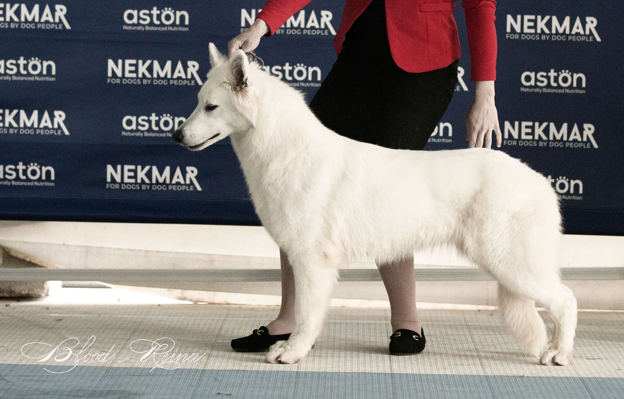 Berger Blanc Suisse — élevage Bloodreina