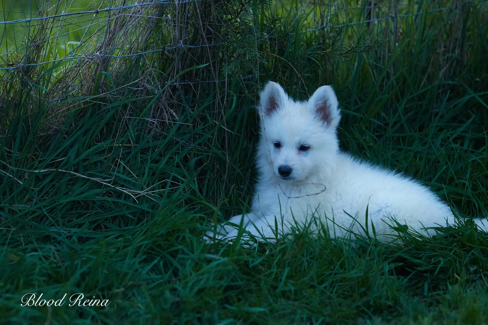 Berger Blanc Suisse Haut-Rhin, élevage Bloodreina — photo 4