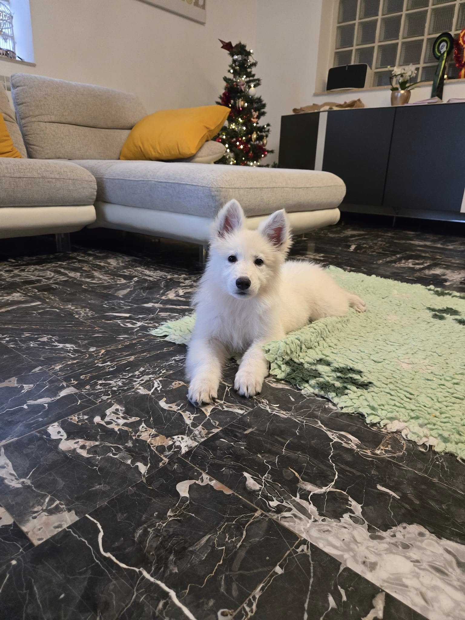 Berger Blanc Suisse Grand Est, élevage Bloodreina — photo 2