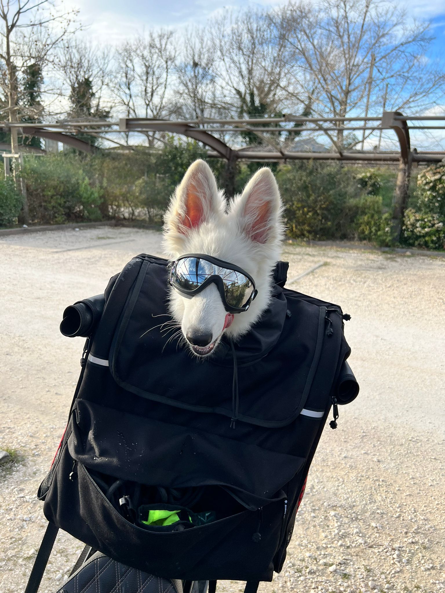 Berger Blanc Suisse — Bloodreina pour Pyrénées-Orientales