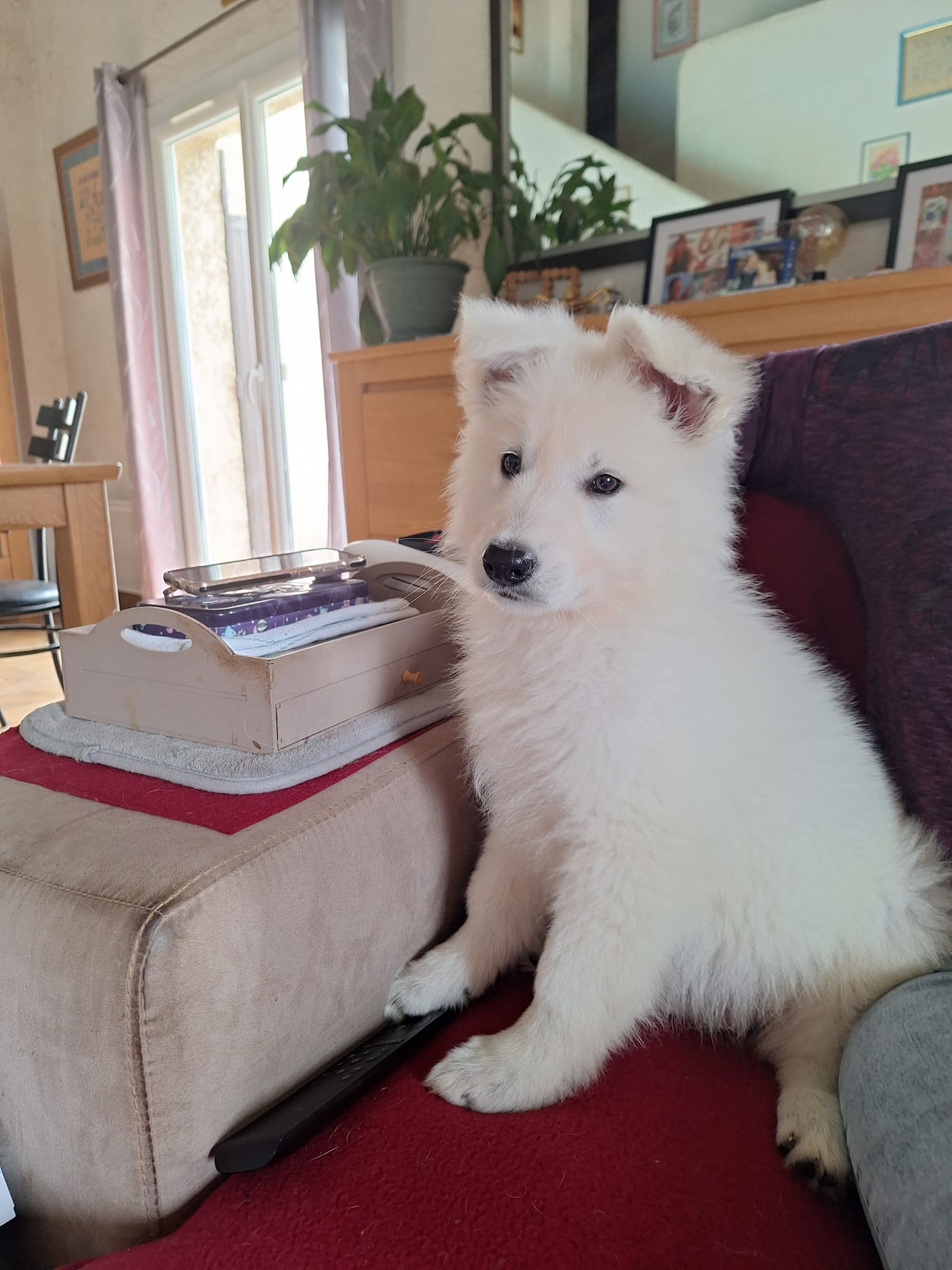 Berger Blanc Suisse Puy-de-Dôme, élevage Bloodreina — photo 2