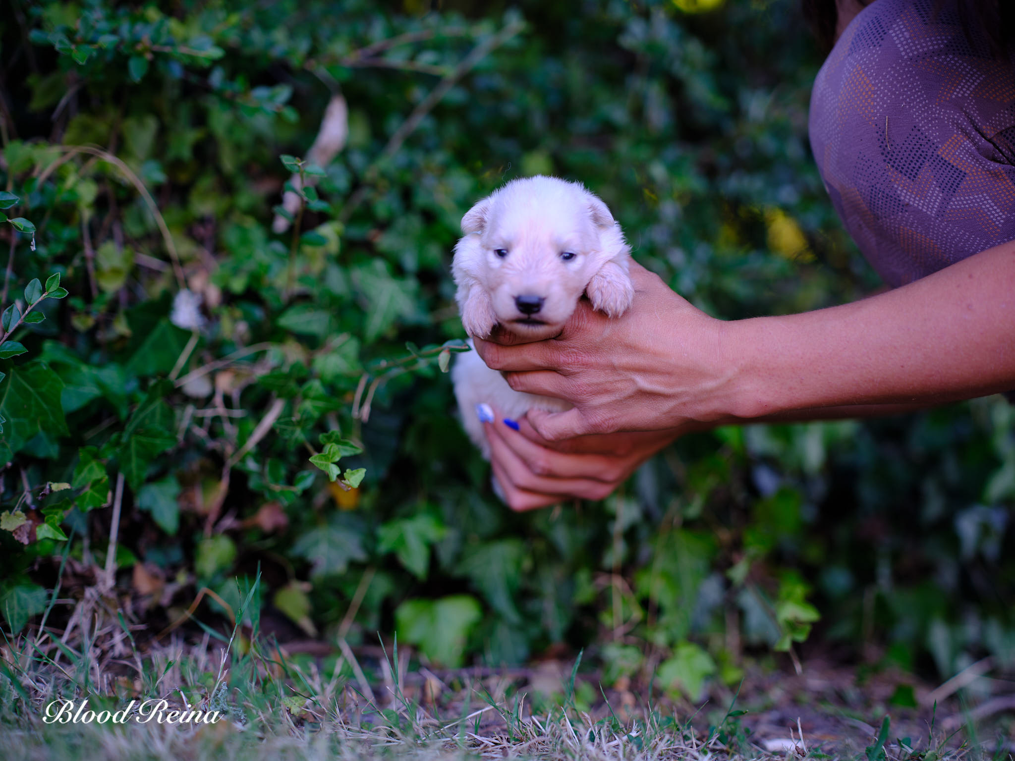 Berger Blanc Suisse Ille-et-Vilaine, élevage Bloodreina — photo 4