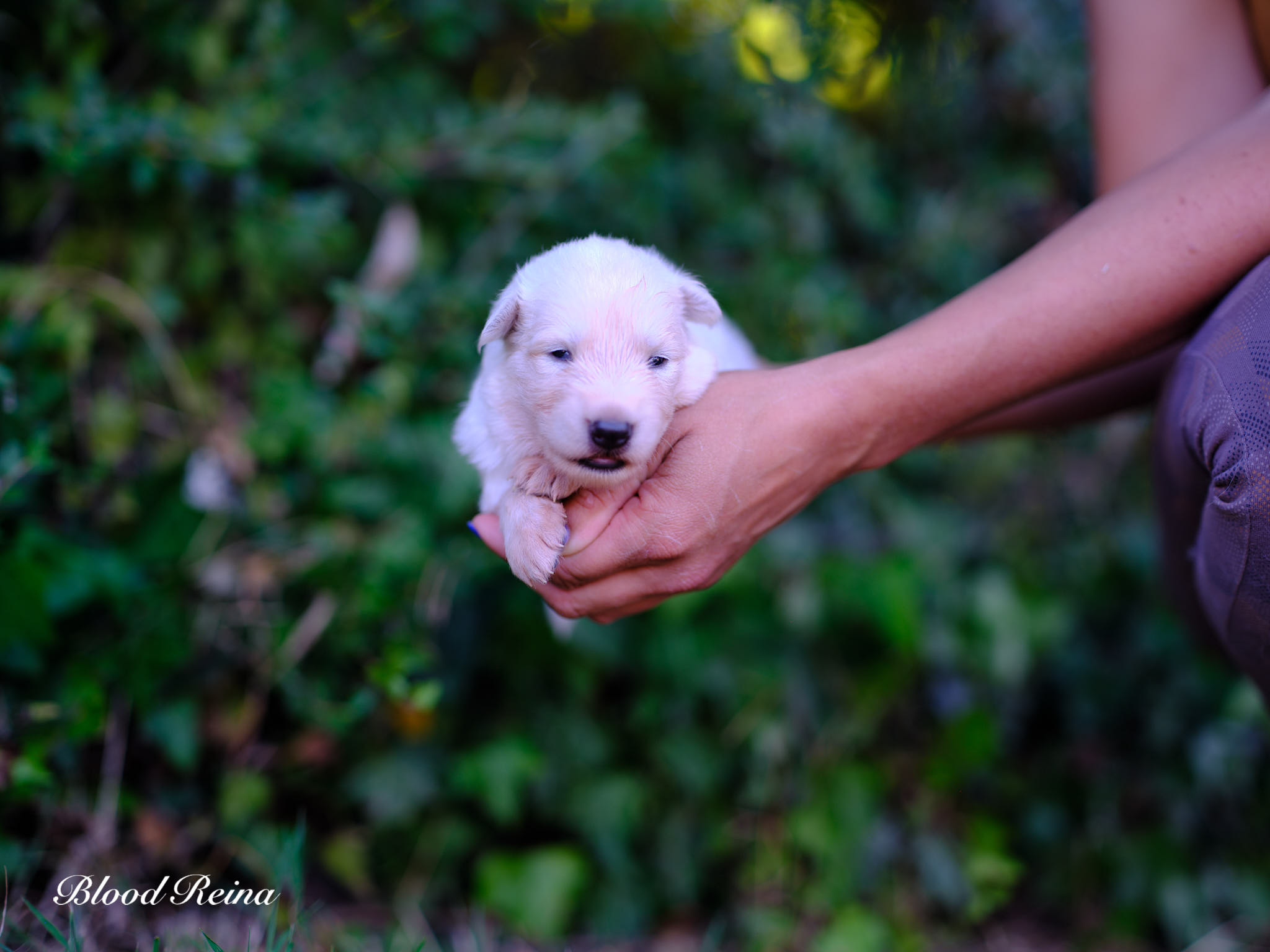 Berger Blanc Suisse Ariège, élevage Bloodreina — photo 4