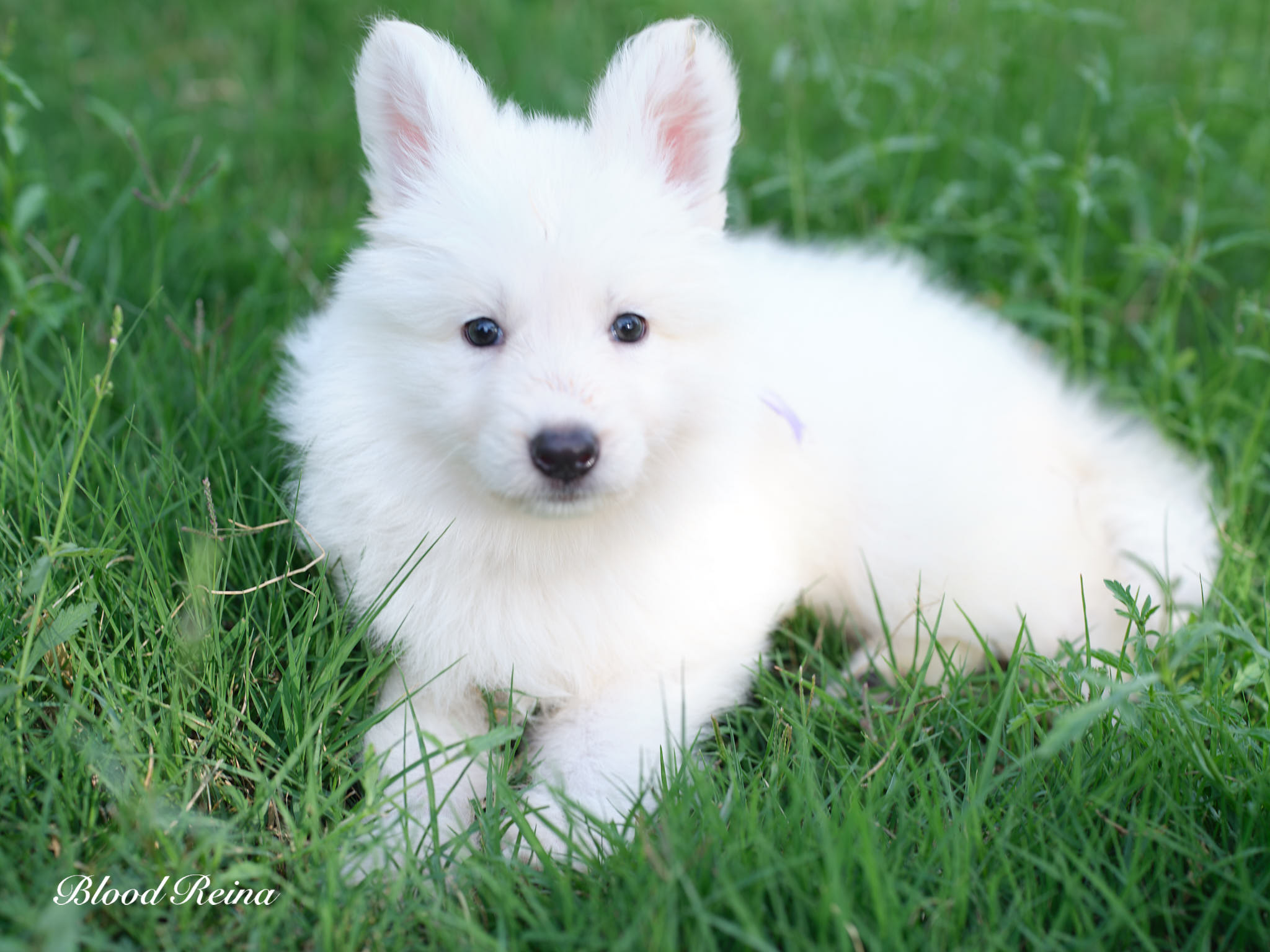 Berger Blanc Suisse Sarthe, élevage Bloodreina