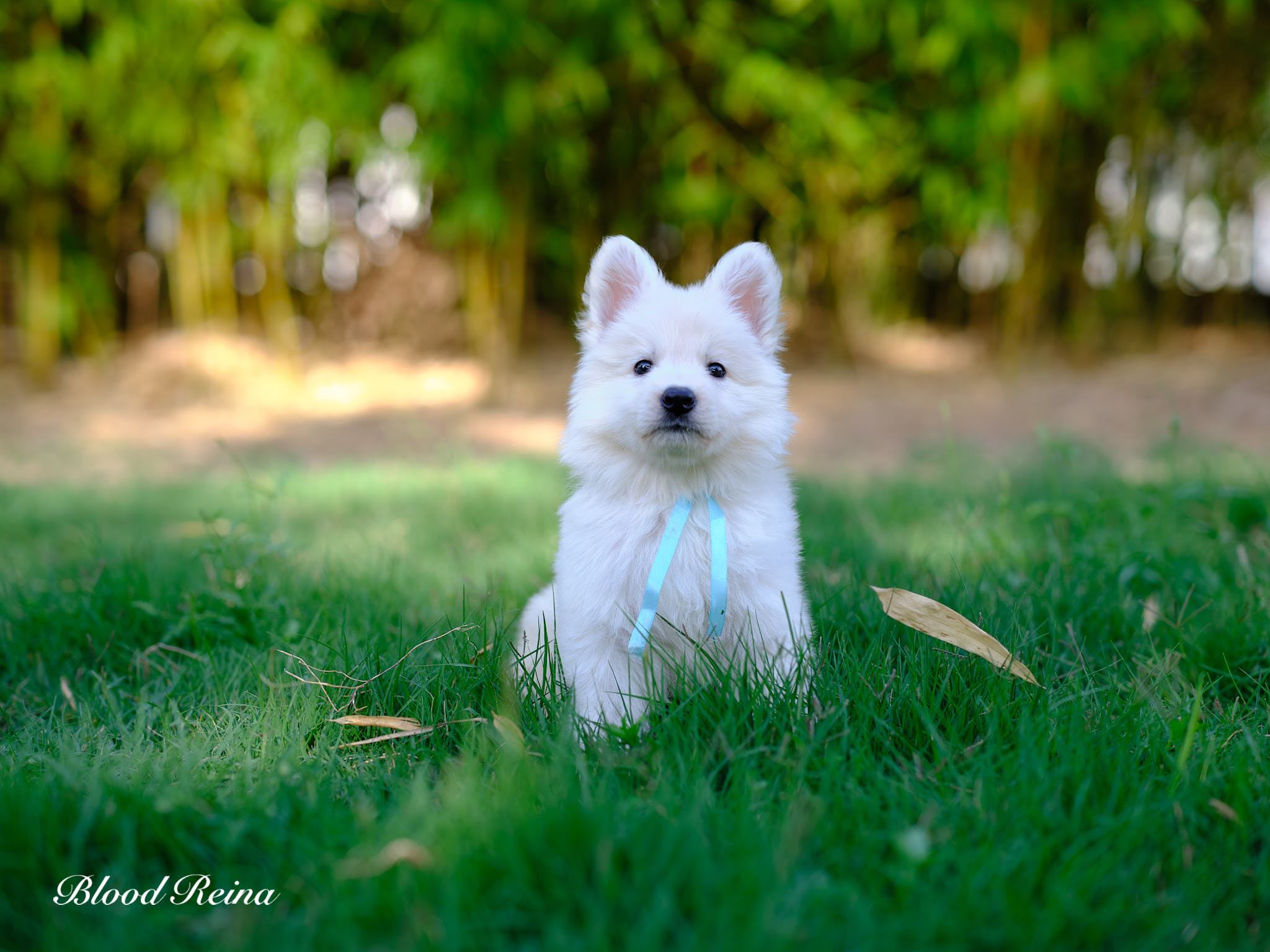 Berger Blanc Suisse Aquitaine, élevage Bloodreina — photo 1
