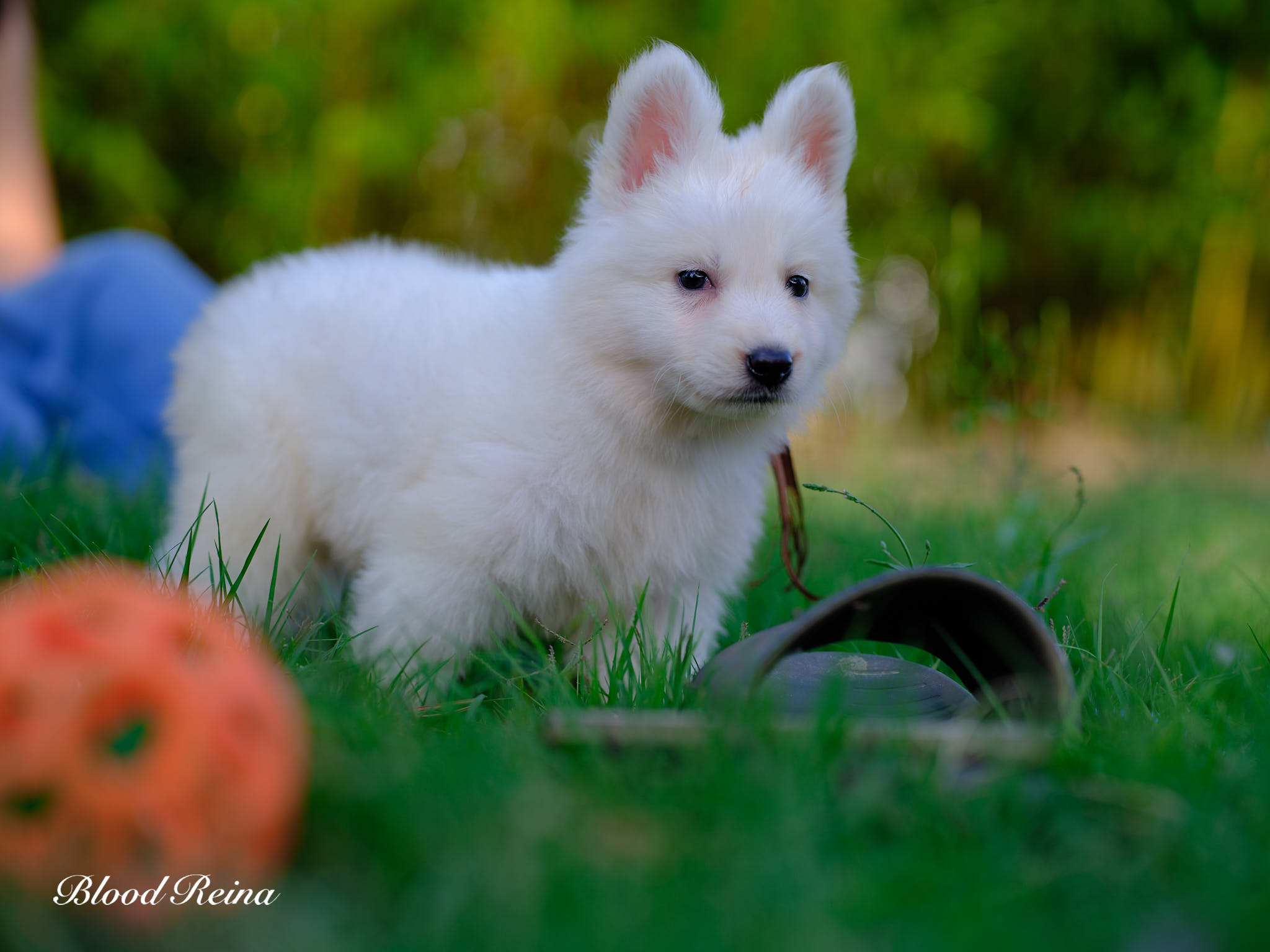 Berger Blanc Suisse chiot en extérieur — élevage Bloodreina