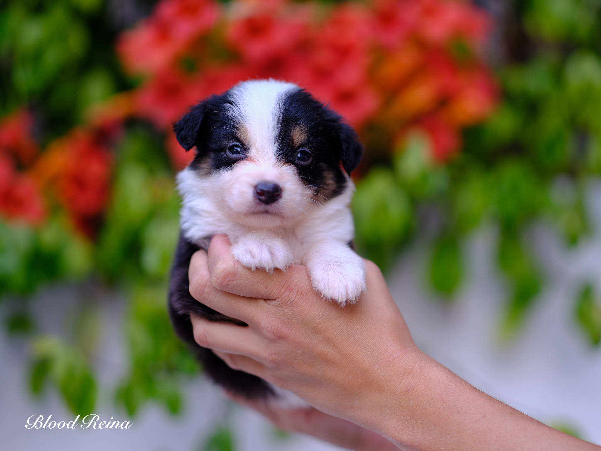 Berger Américain Miniature chiot portrait en extérieur — élevage Bloodreina