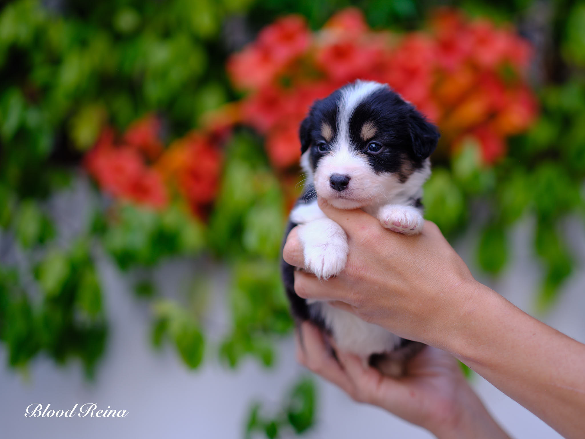 Berger Américain Miniature chiot portrait en extérieur — élevage Bloodreina