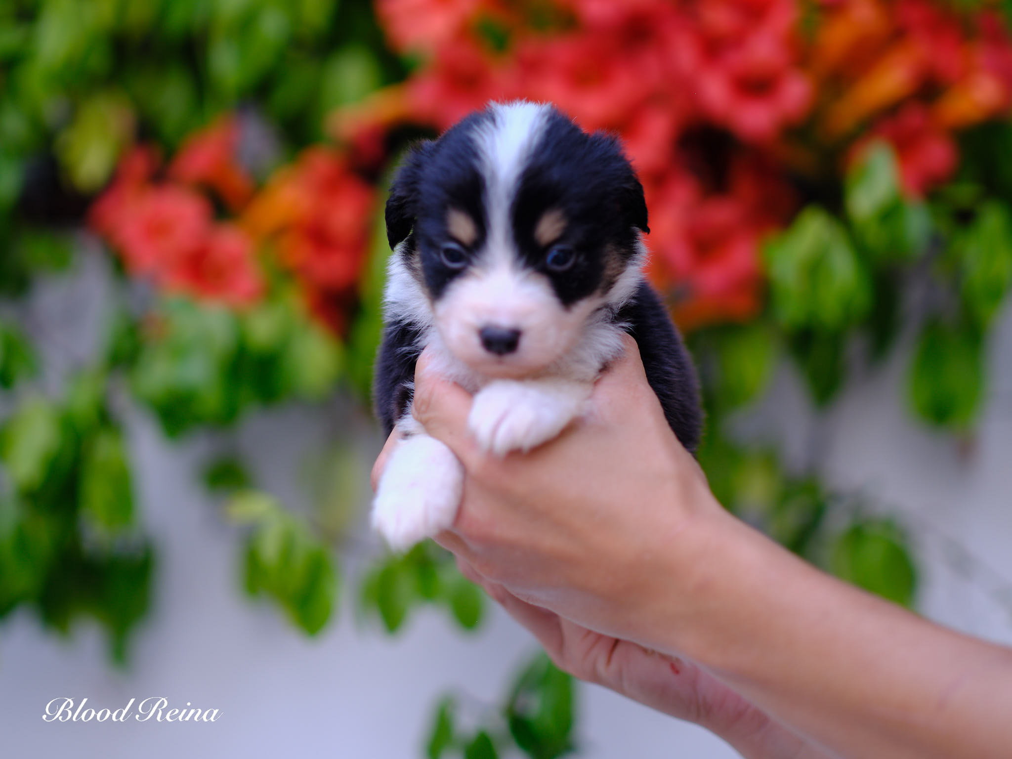 Berger Américain Miniature — Préparation de votre maison pour l'arrivée d'un chiot Berger Américain Miniature