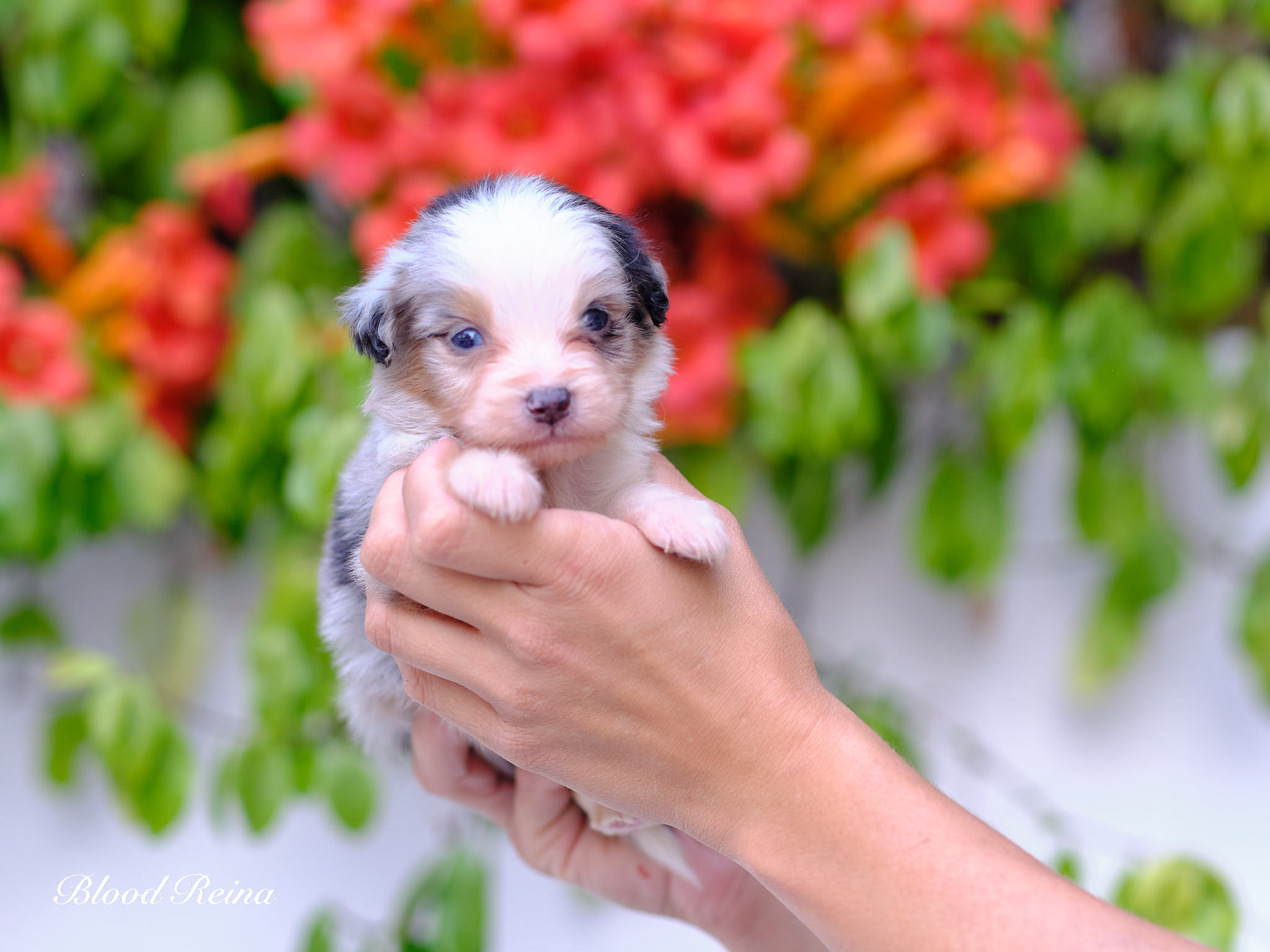 Berger Américain Miniature chiot portrait en extérieur — élevage Bloodreina
