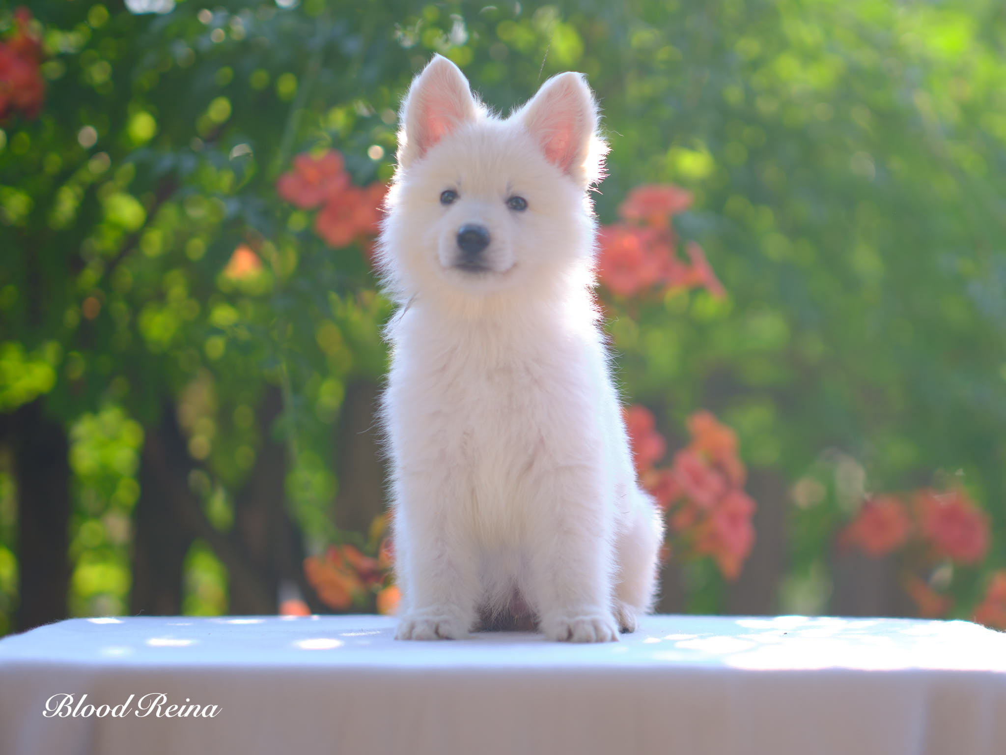Berger Blanc Suisse Aquitaine, élevage Bloodreina — photo 2