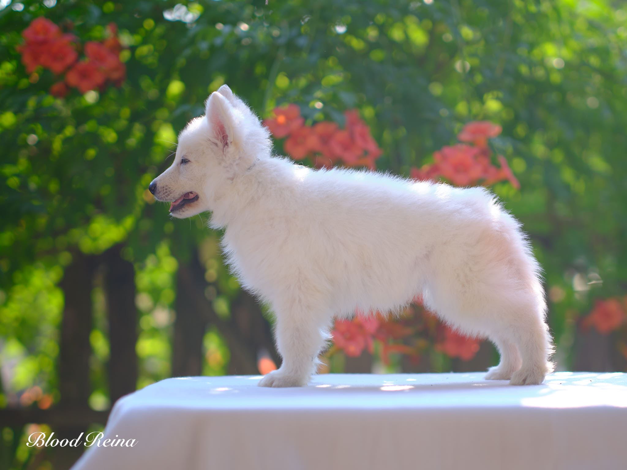 Berger Blanc Suisse Languedoc-Roussillon Occitanie, élevage Bloodreina — photo 2