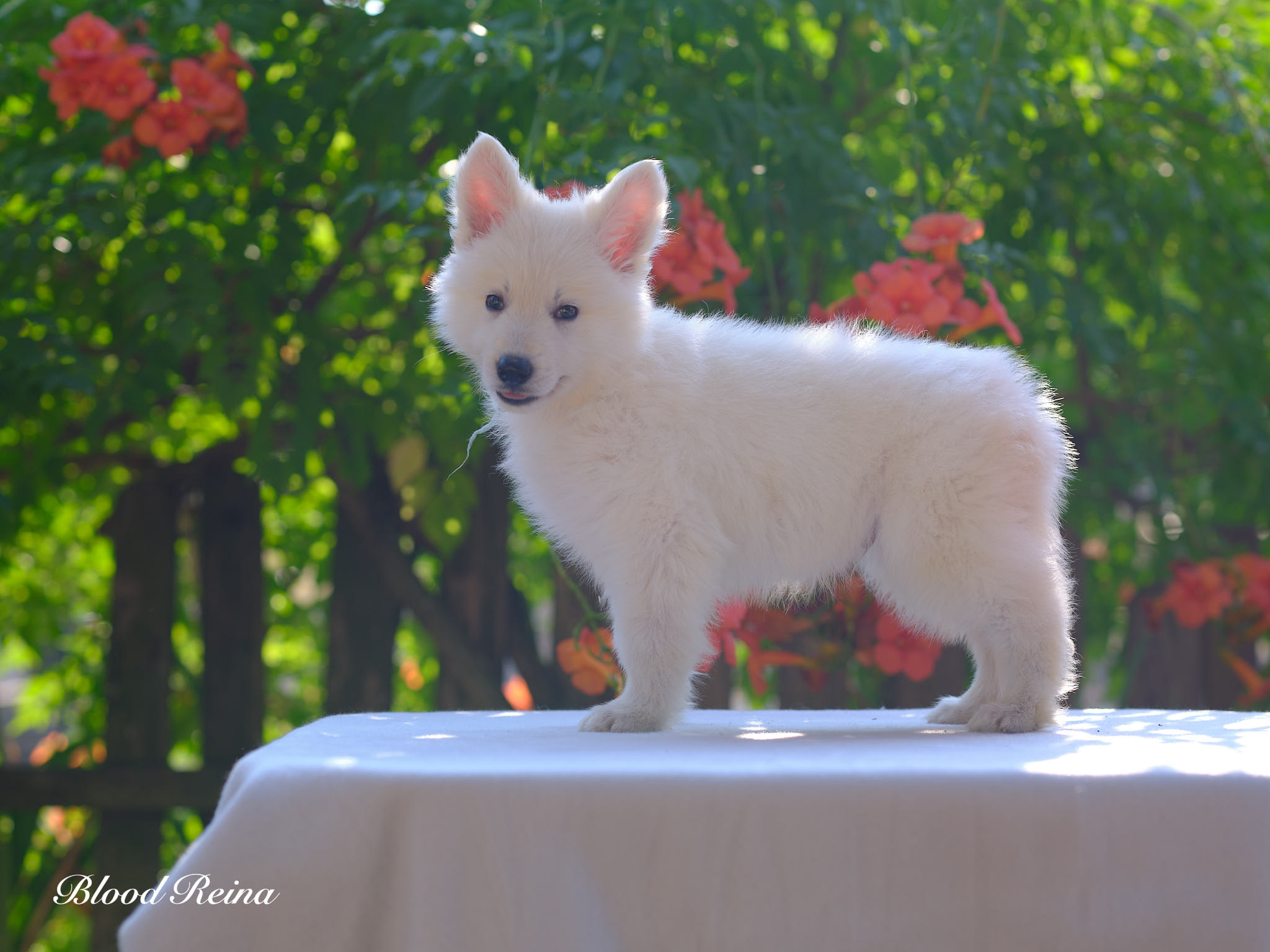 Berger Blanc Suisse chiot en pose en extérieur — élevage Bloodreina