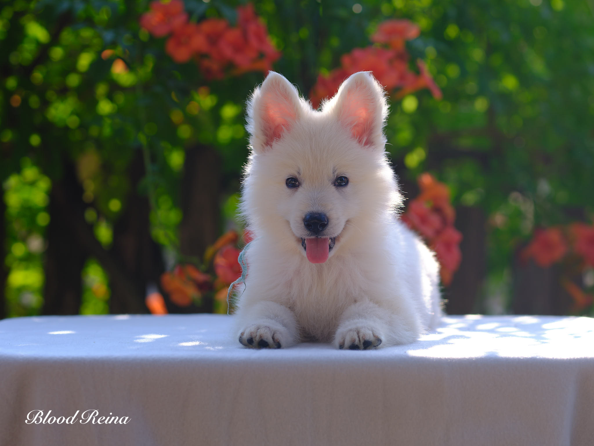 Berger Blanc Suisse Rhône, élevage Bloodreina — photo 1