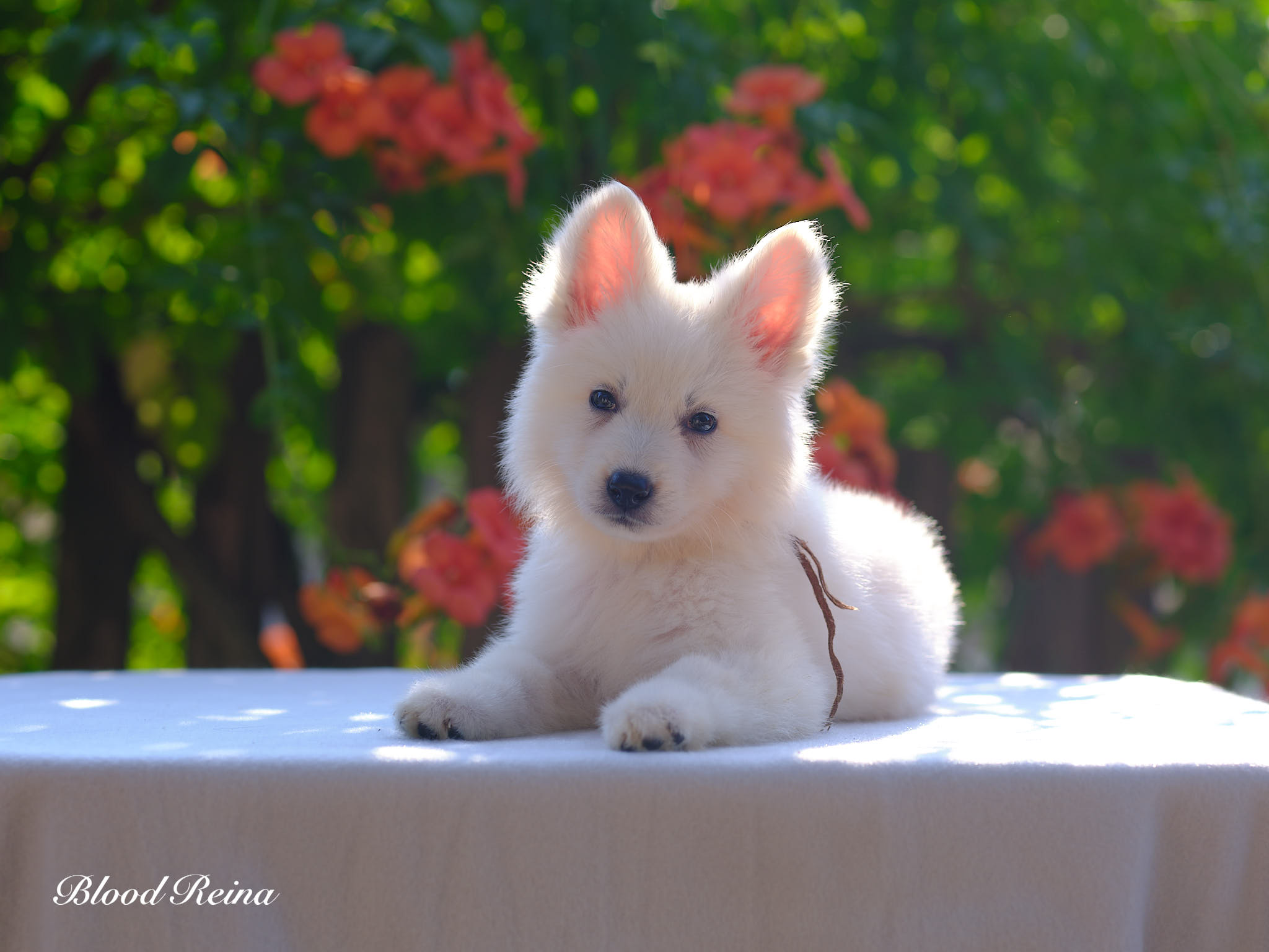 Berger Blanc Suisse — Préparer son foyer à l'arrivée d'un chiot Berger Blanc Suisse