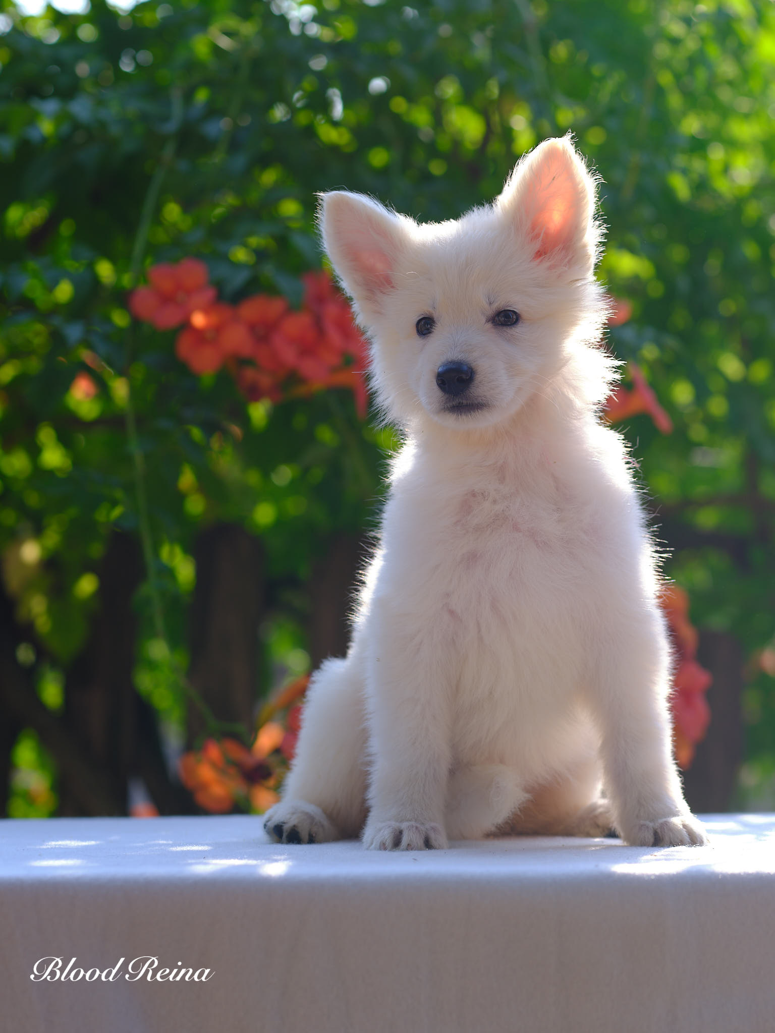 Berger Blanc Suisse Provence-Alpes-Côte d'Azur, élevage Bloodreina — photo 4