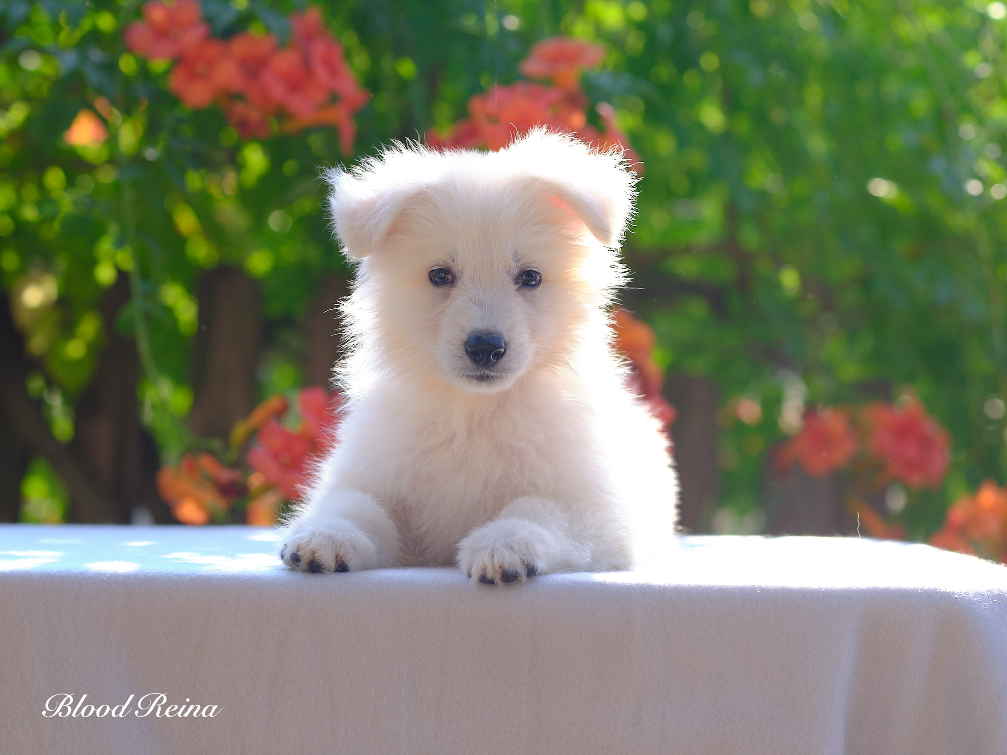 Berger Blanc Suisse — Défis comportementaux avec le Berger Blanc Suisse : comprendre et ajuster