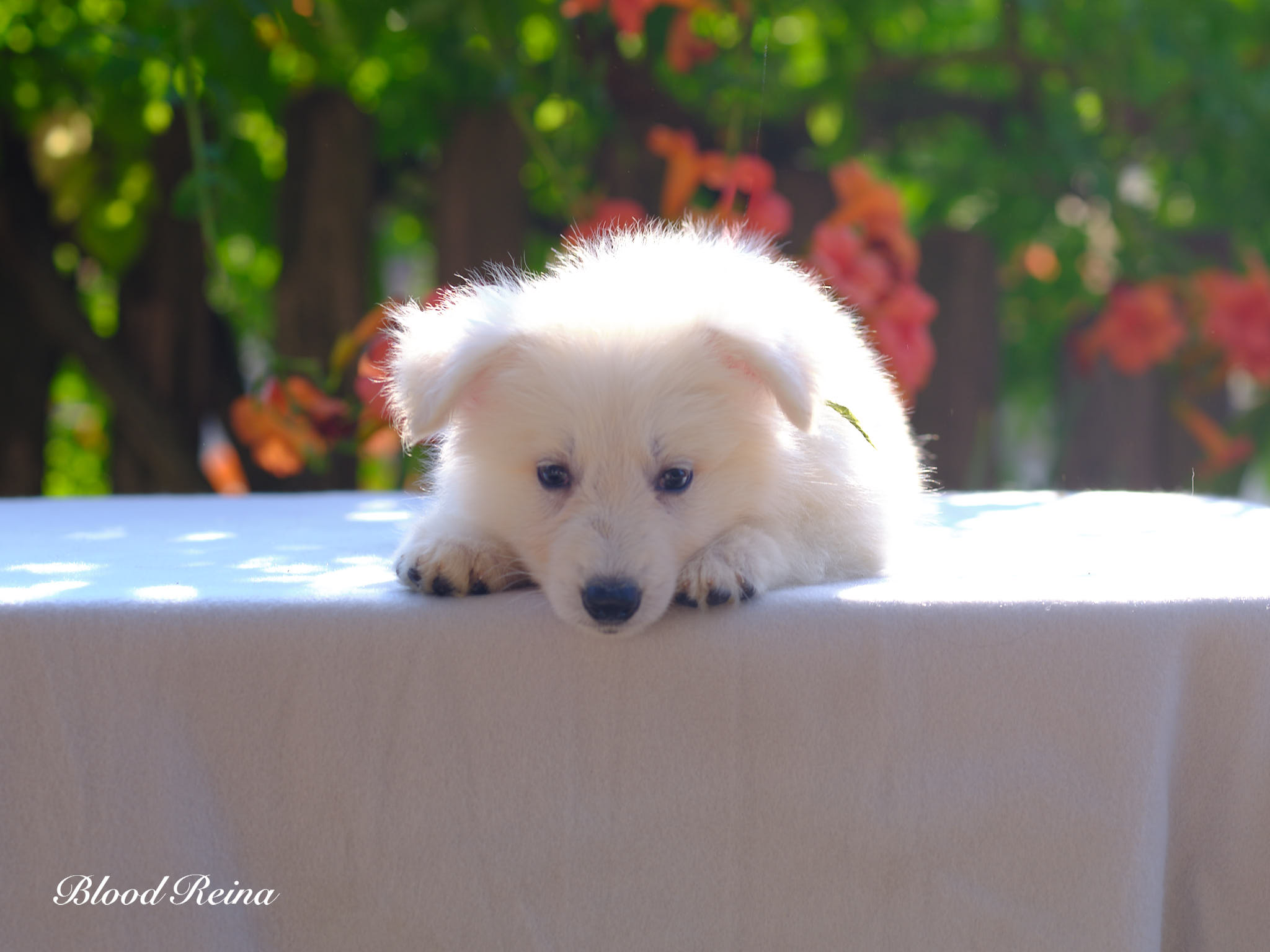 Berger Blanc Suisse Maine-et-Loire, élevage Bloodreina — photo 3