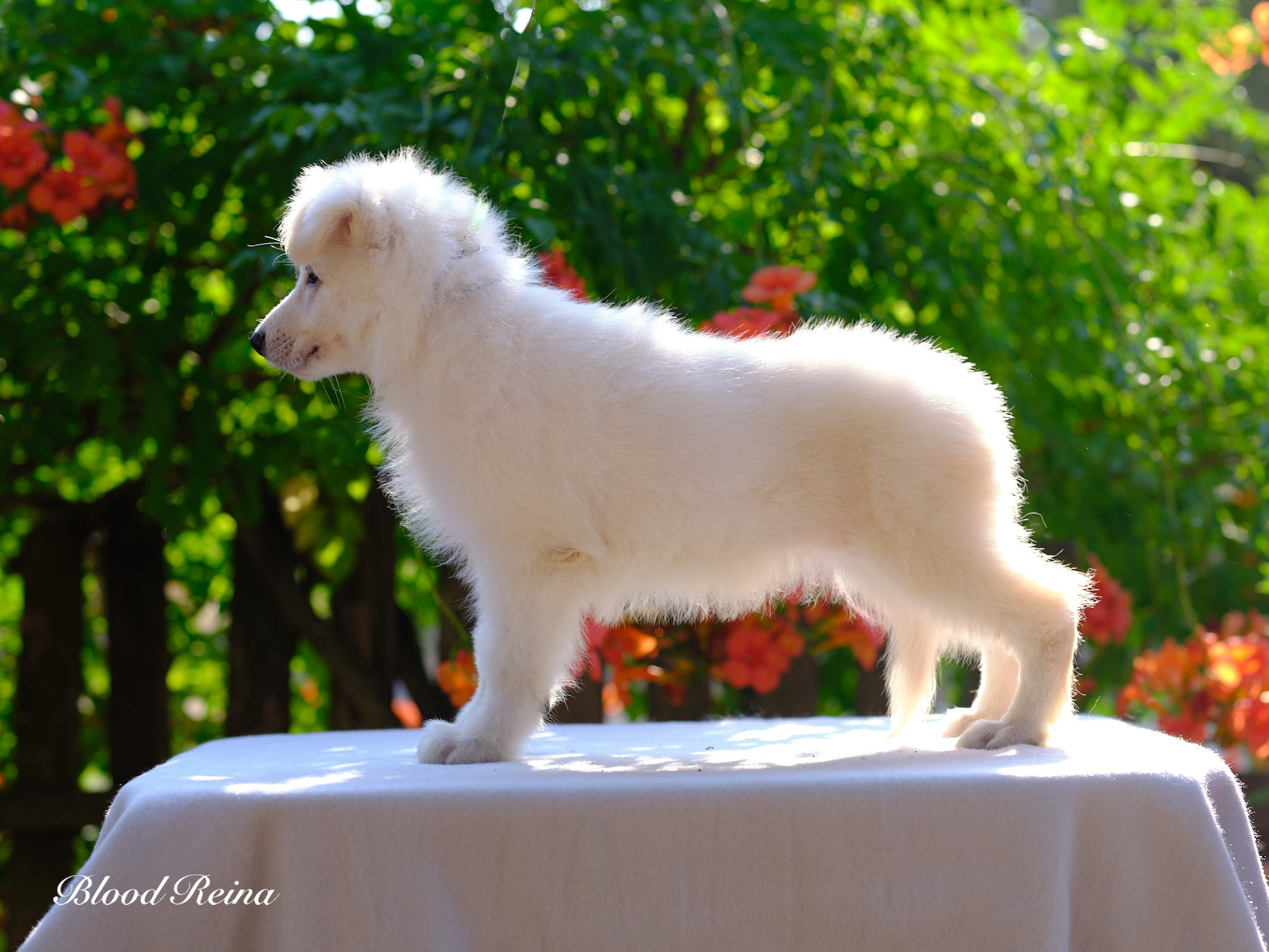 Berger Blanc Suisse Ariège, élevage Bloodreina