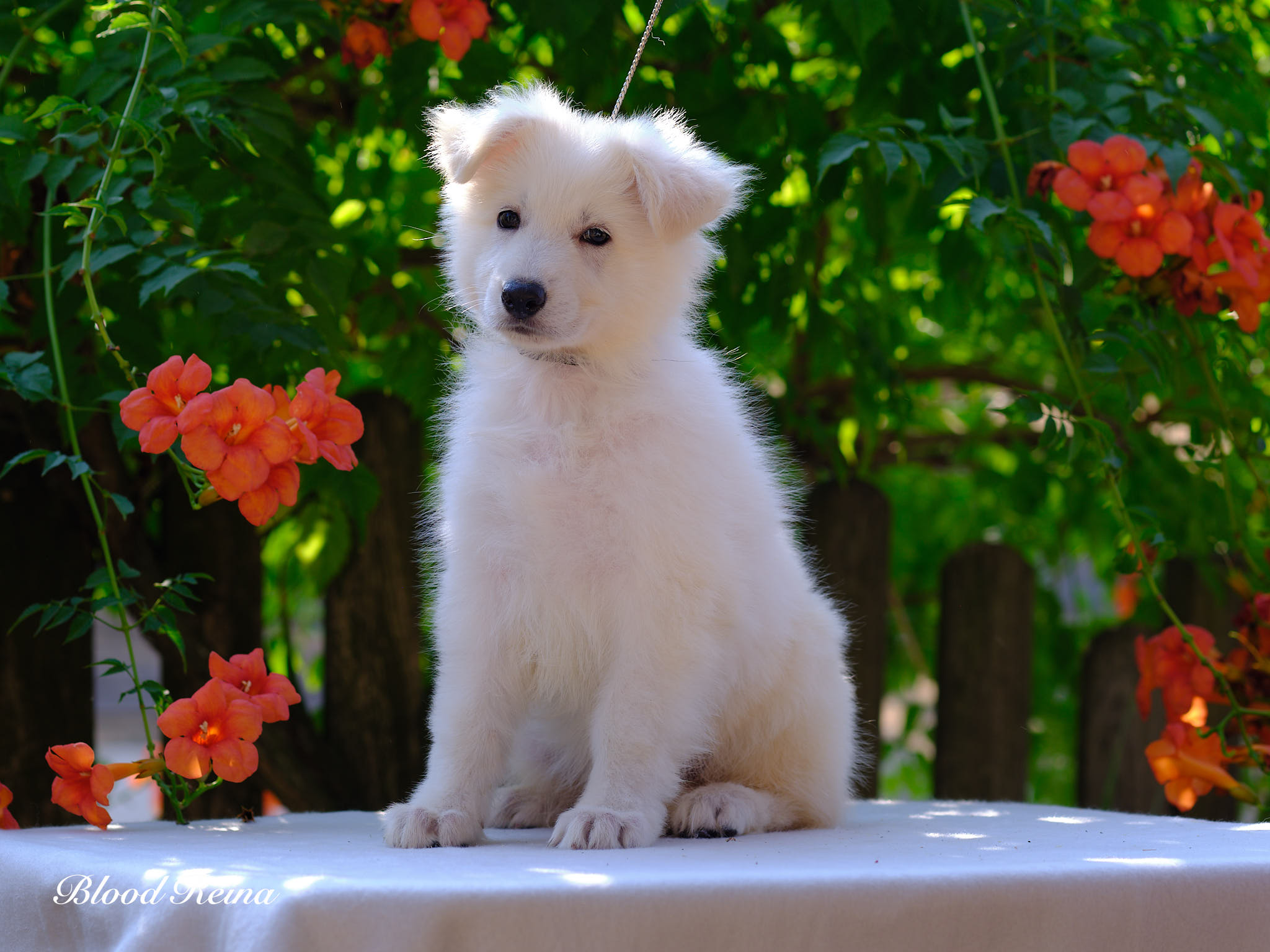 Berger Blanc Suisse Indre-et-Loire, élevage Bloodreina — photo 4