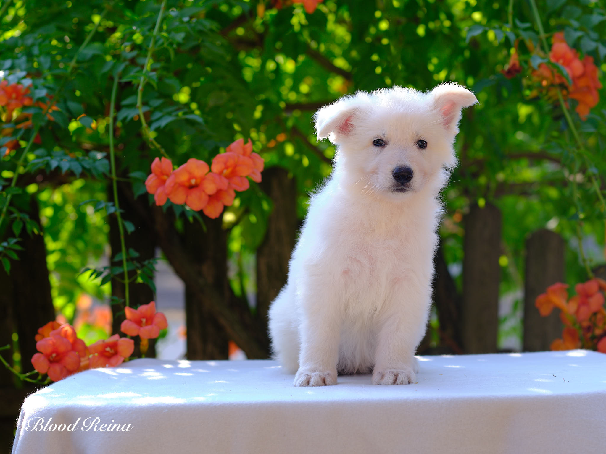 Berger Blanc Suisse Landes, élevage Bloodreina — photo 4