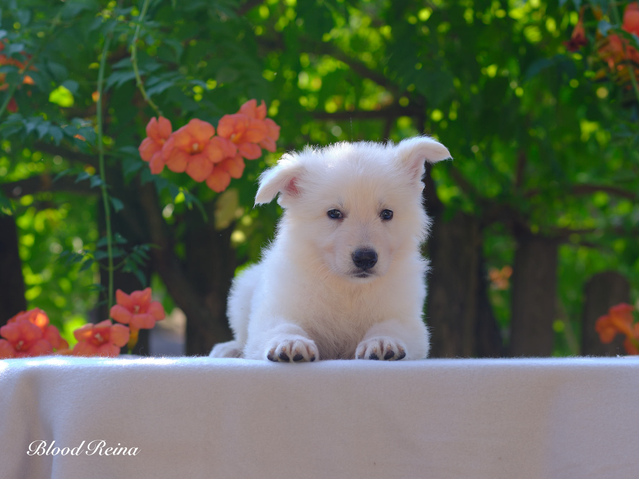 Berger Blanc Suisse chiot portrait en extérieur — élevage Bloodreina