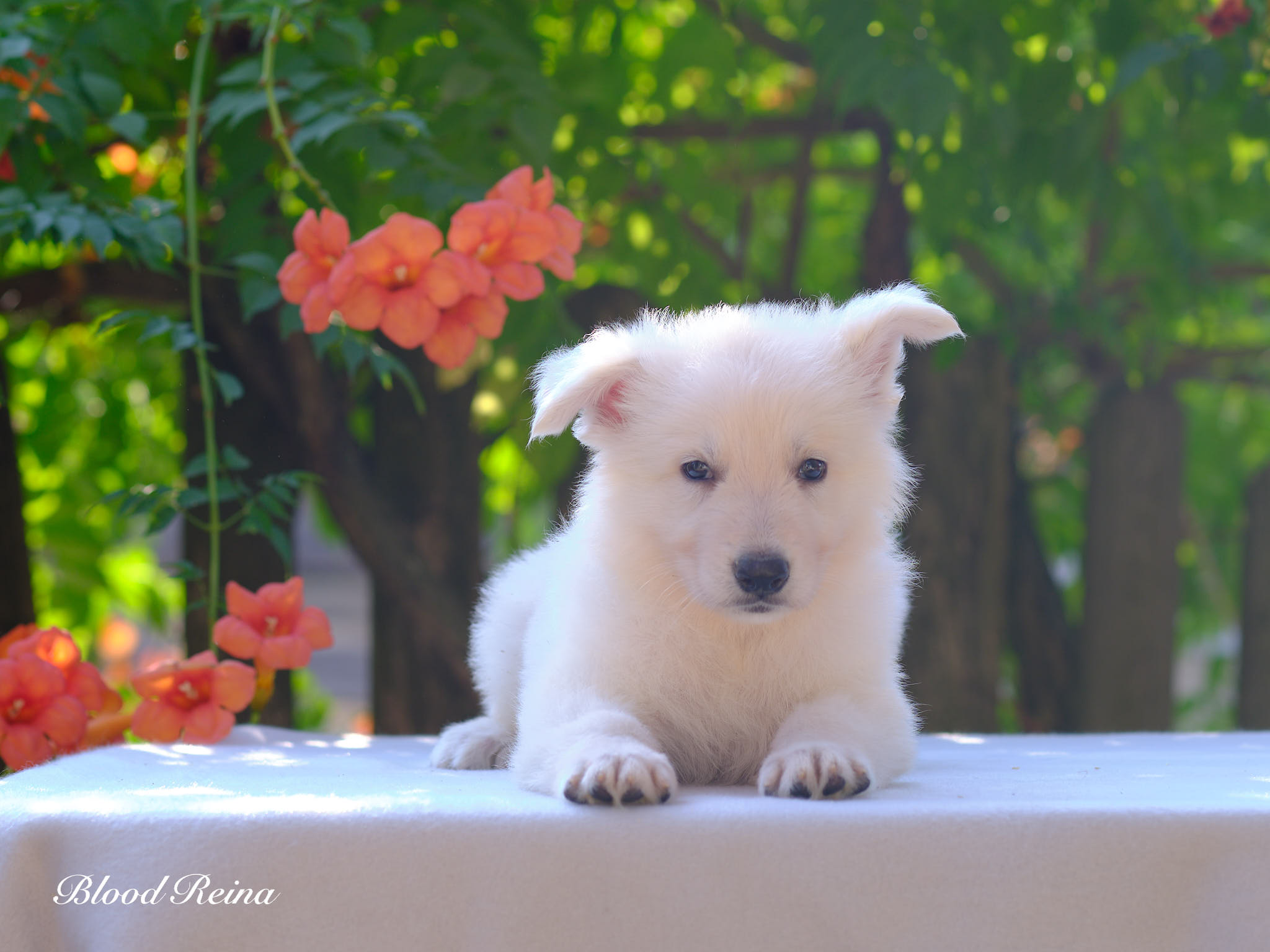 Berger Blanc Suisse chiot portrait en extérieur — élevage Bloodreina