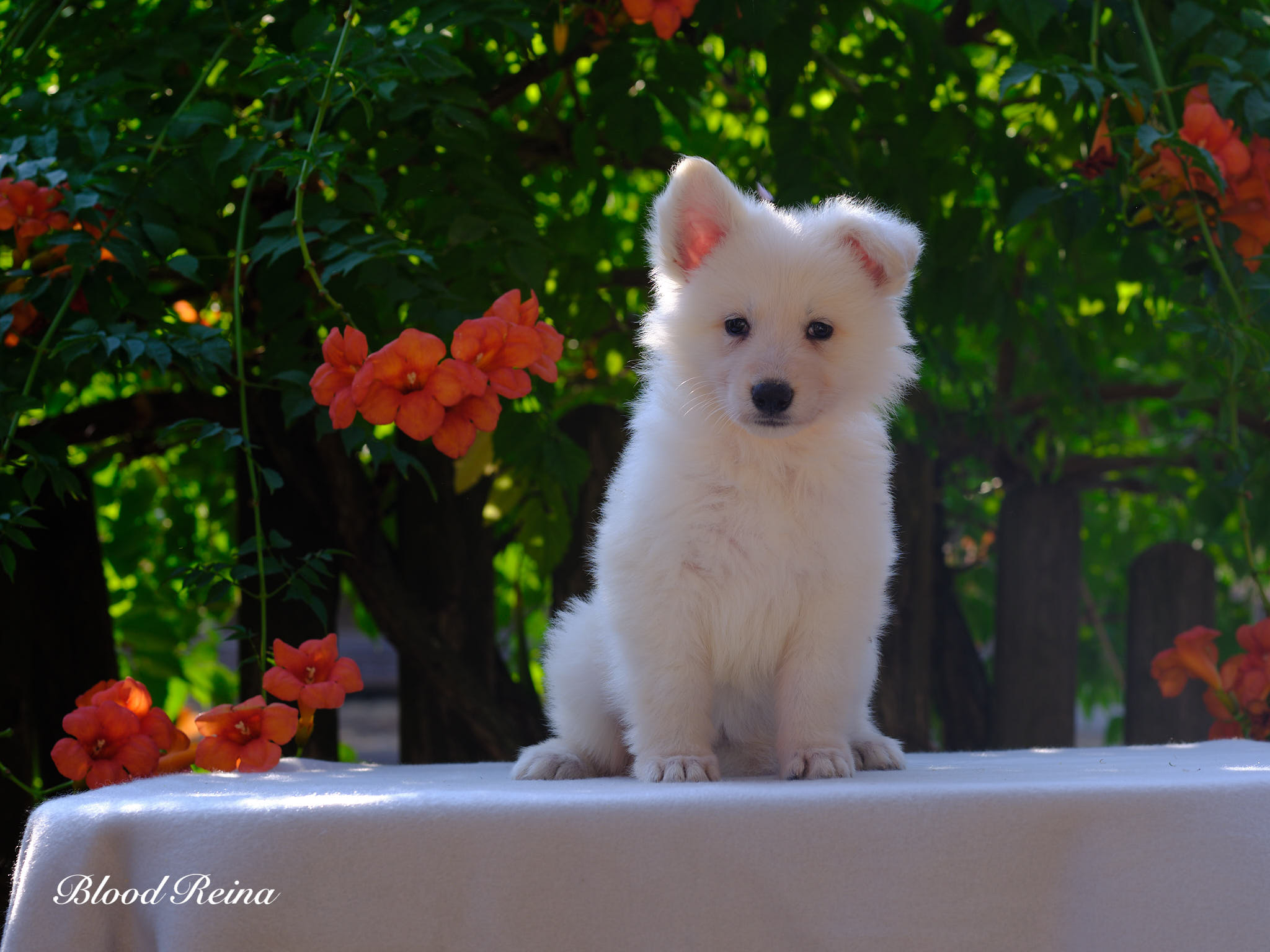Berger Blanc Suisse Fuveau, élevage Bloodreina