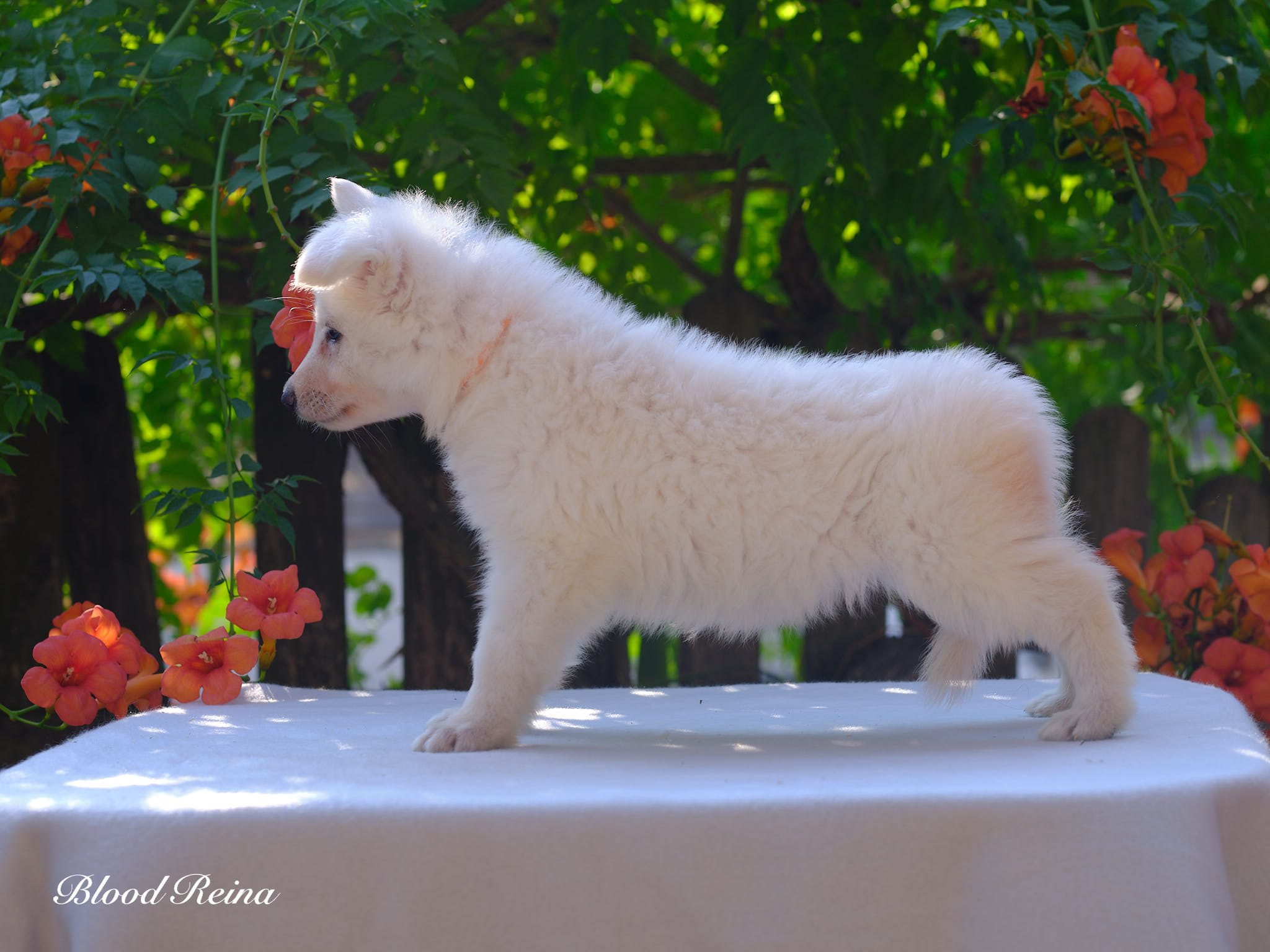 Berger Blanc Suisse Seine-Maritime, élevage Bloodreina — photo 2