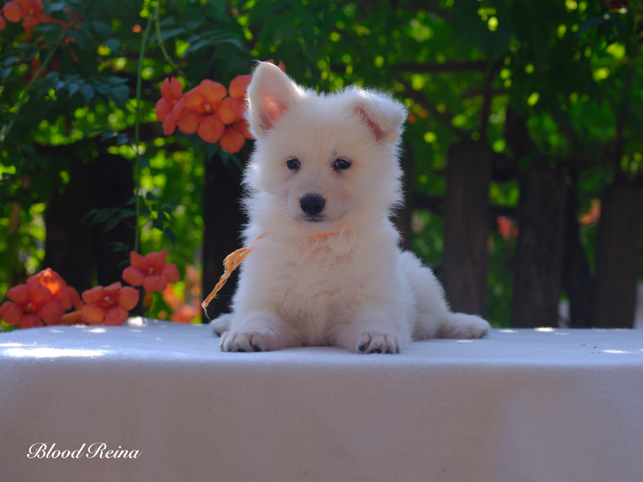 Berger Blanc Suisse Aquitaine, élevage Bloodreina