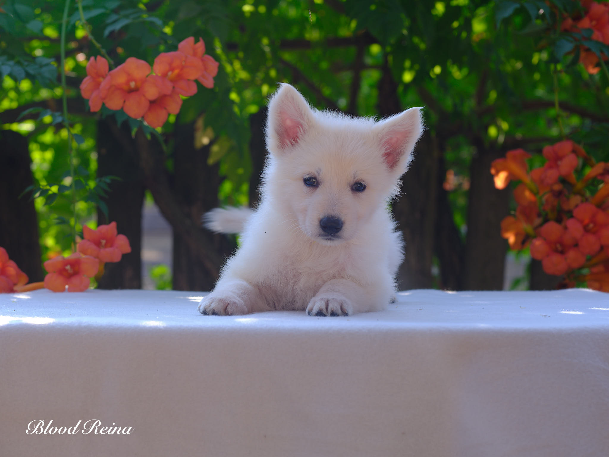 Berger Blanc Suisse chiot en pose en extérieur — élevage Bloodreina
