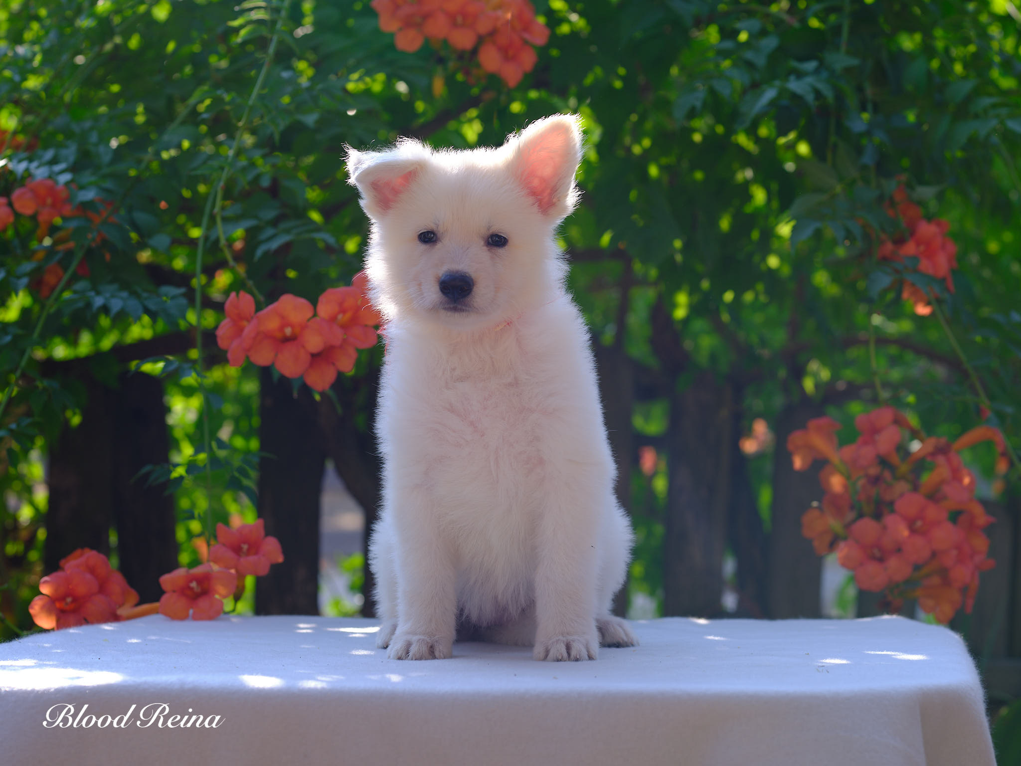 Berger Blanc Suisse Eure-et-Loir, élevage Bloodreina