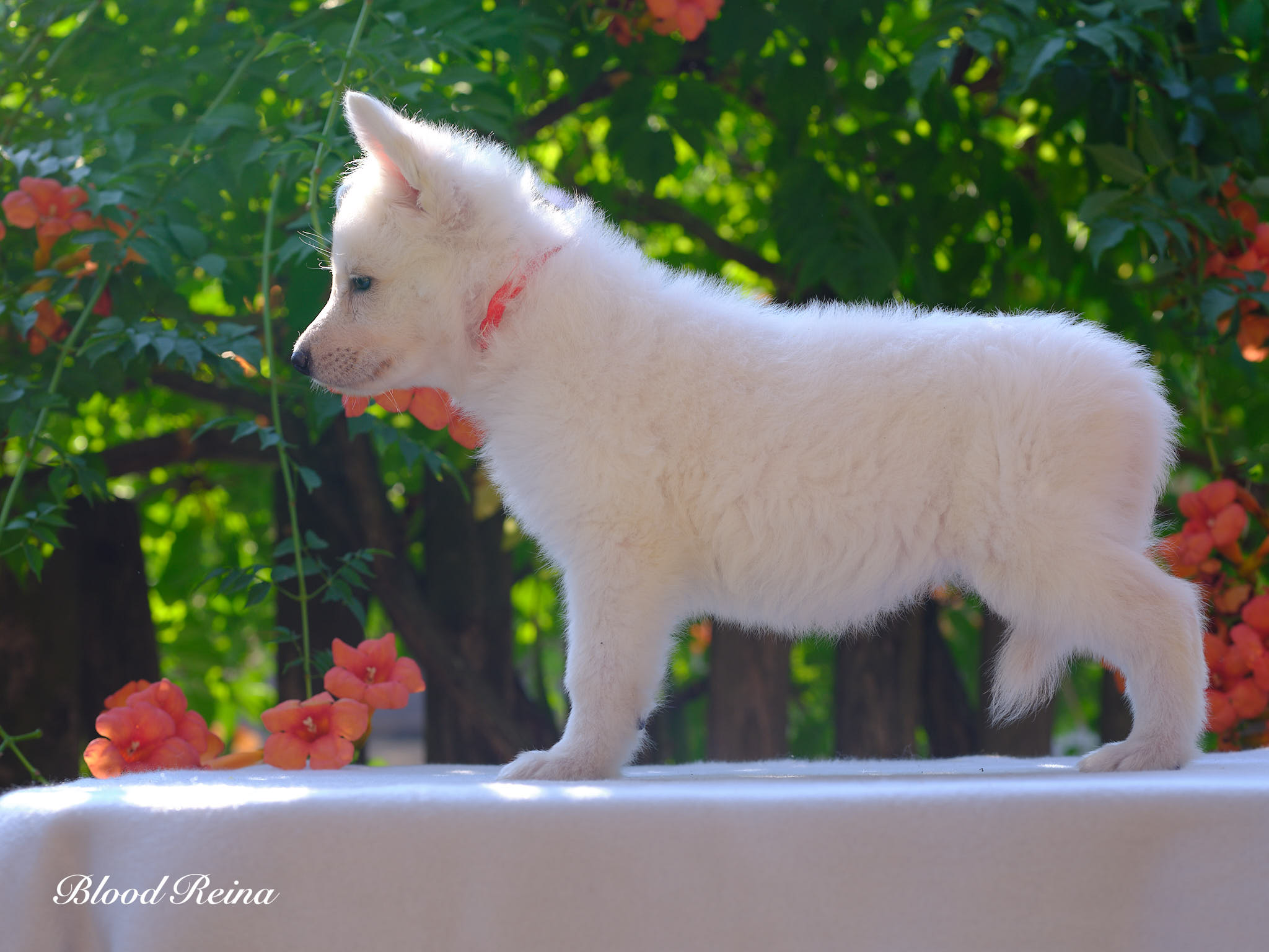 Berger Blanc Suisse Pyrénées-Orientales, élevage Bloodreina — photo 2